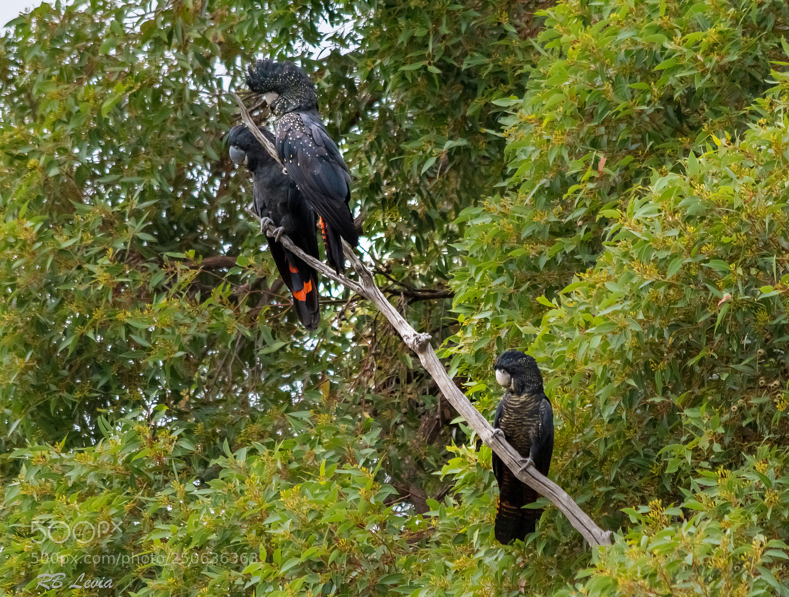 Nikon D5200 sample photo. Red tailed cockatoos photography