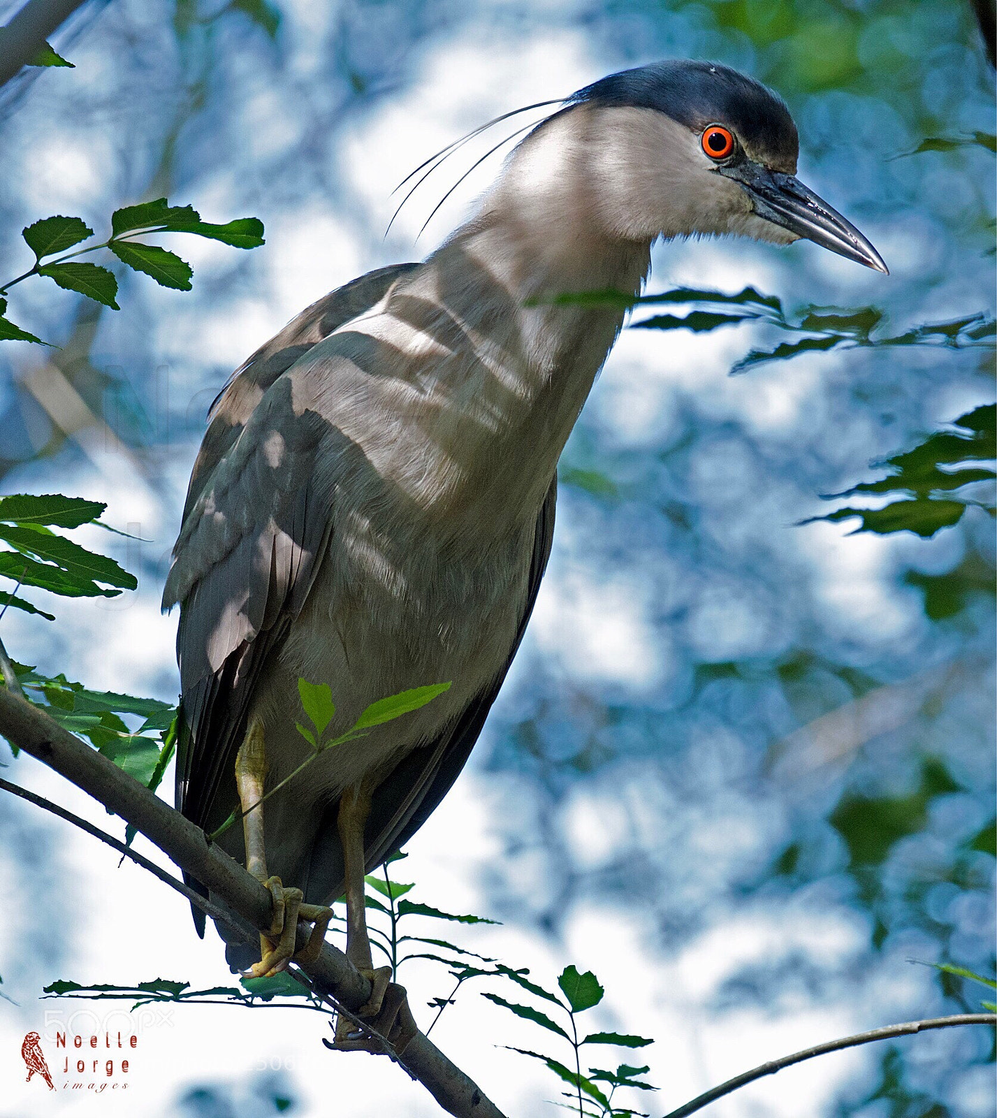 Nikon D500 sample photo. Red eye in the photography