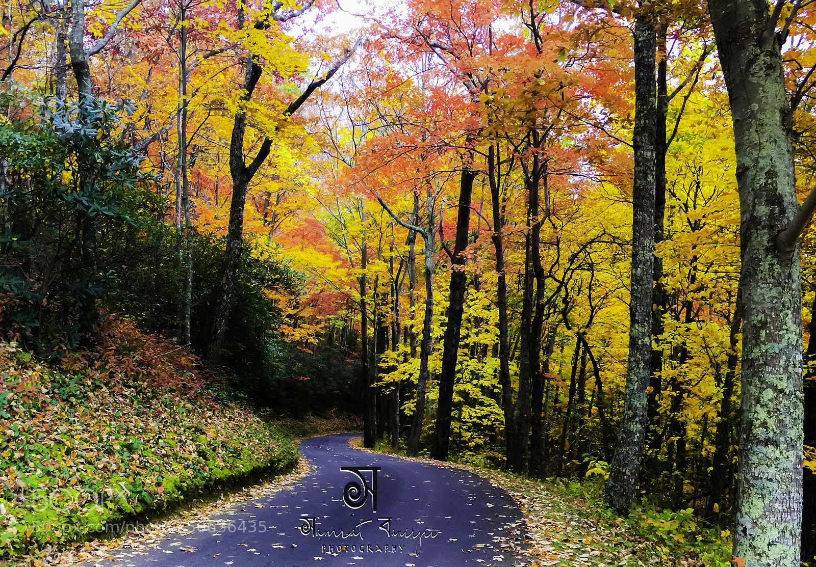 Apple iPhone 6 Plus sample photo. Fall color photography
