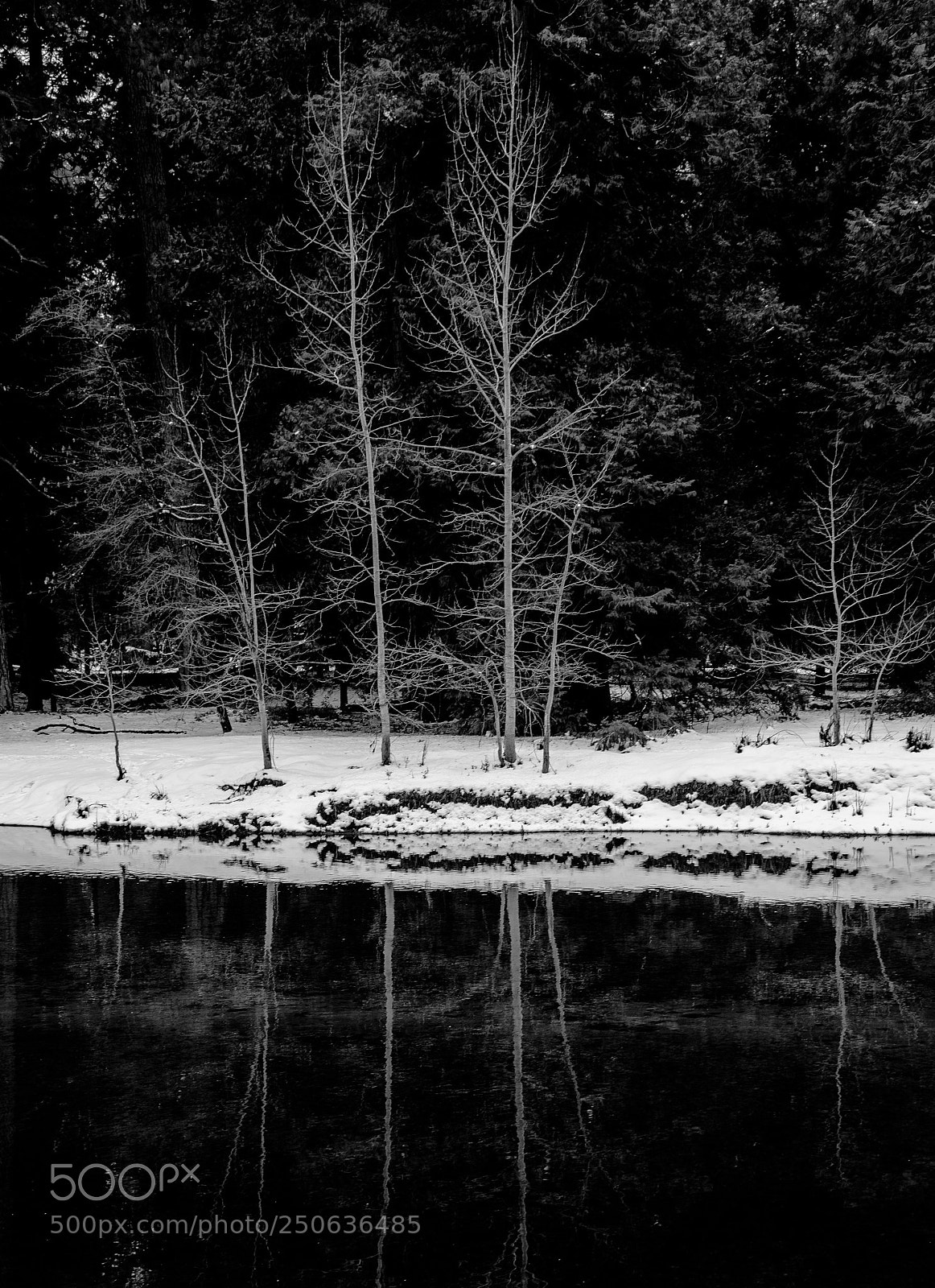 Nikon D7100 sample photo. Trees along the merced photography