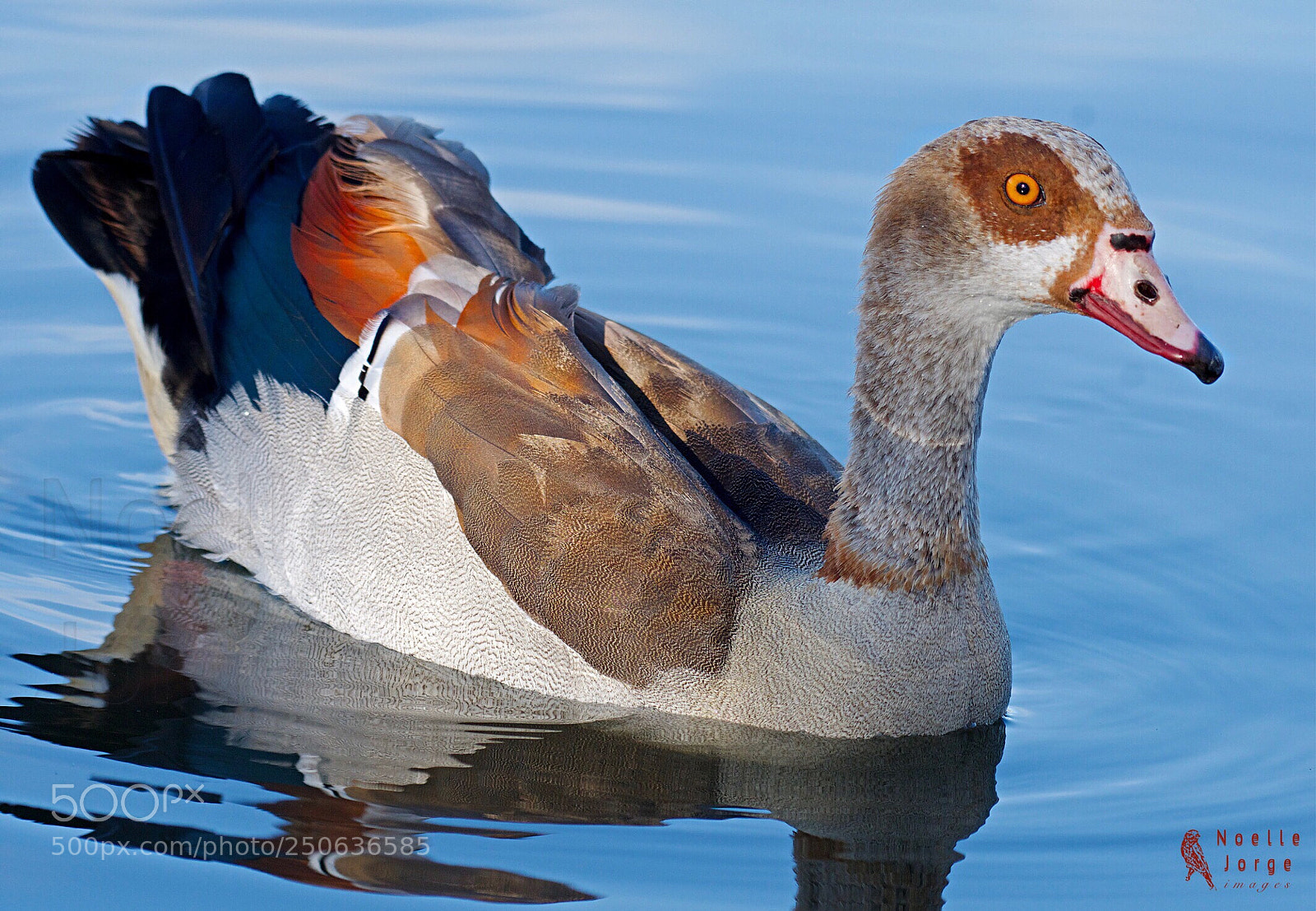 Nikon D500 sample photo. Spring colors photography