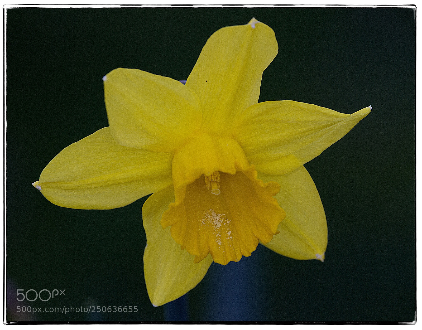 Canon EOS 7D sample photo. Yellow daffodil with pollen. photography