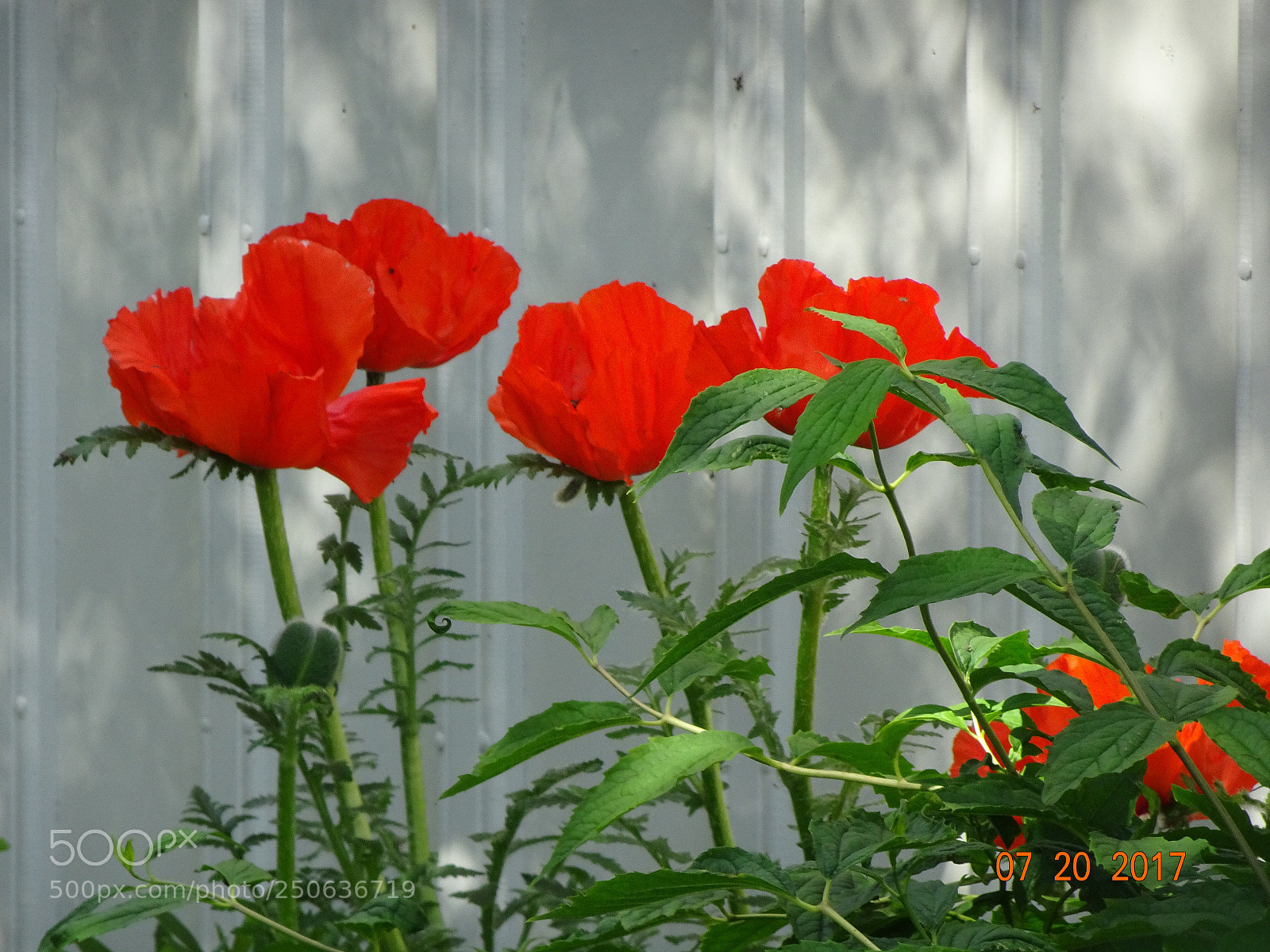 Sony Cyber-shot DSC-HX80 sample photo. Red flowers, akureyri, iceland photography