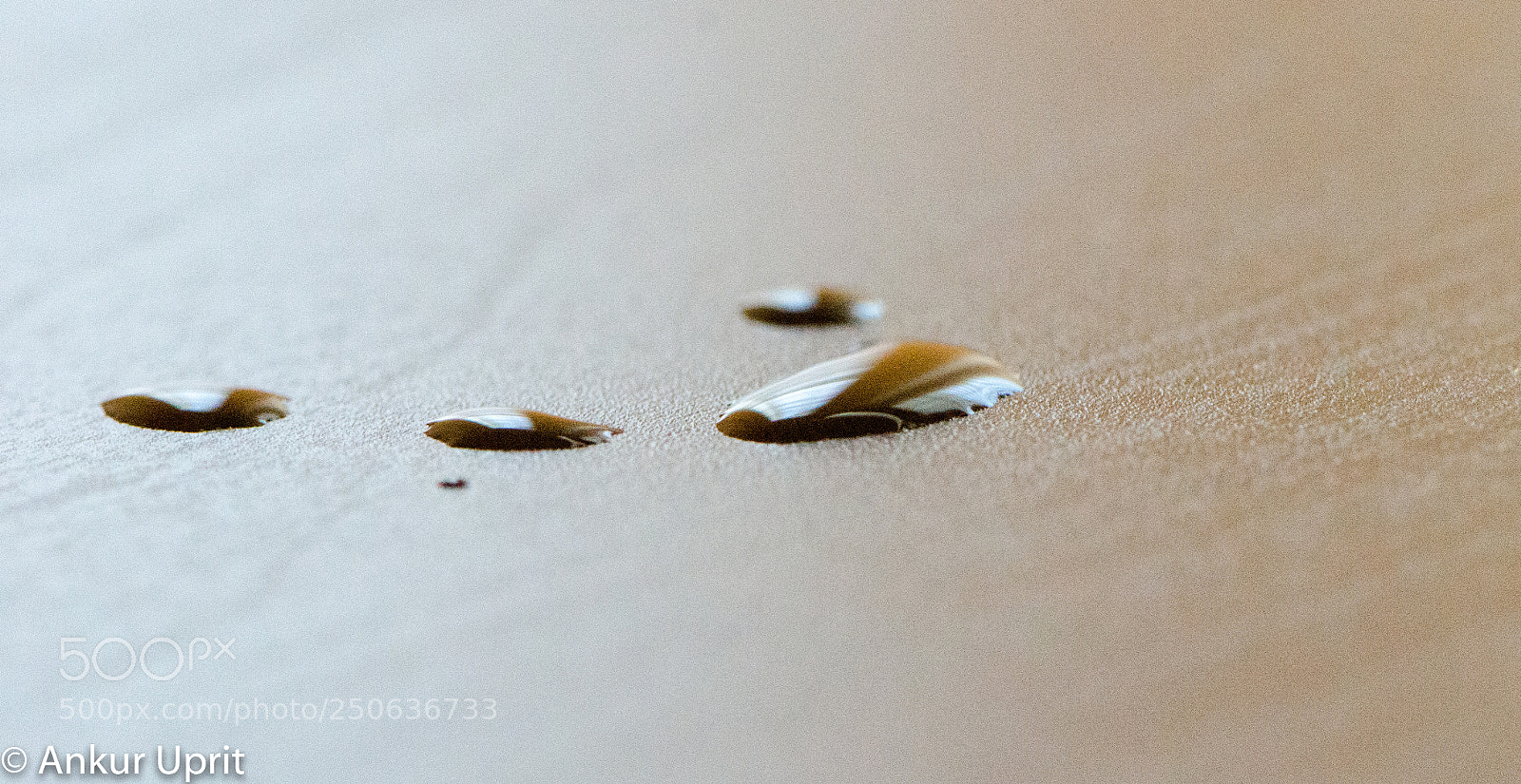 Nikon D7000 sample photo. Macro's photography