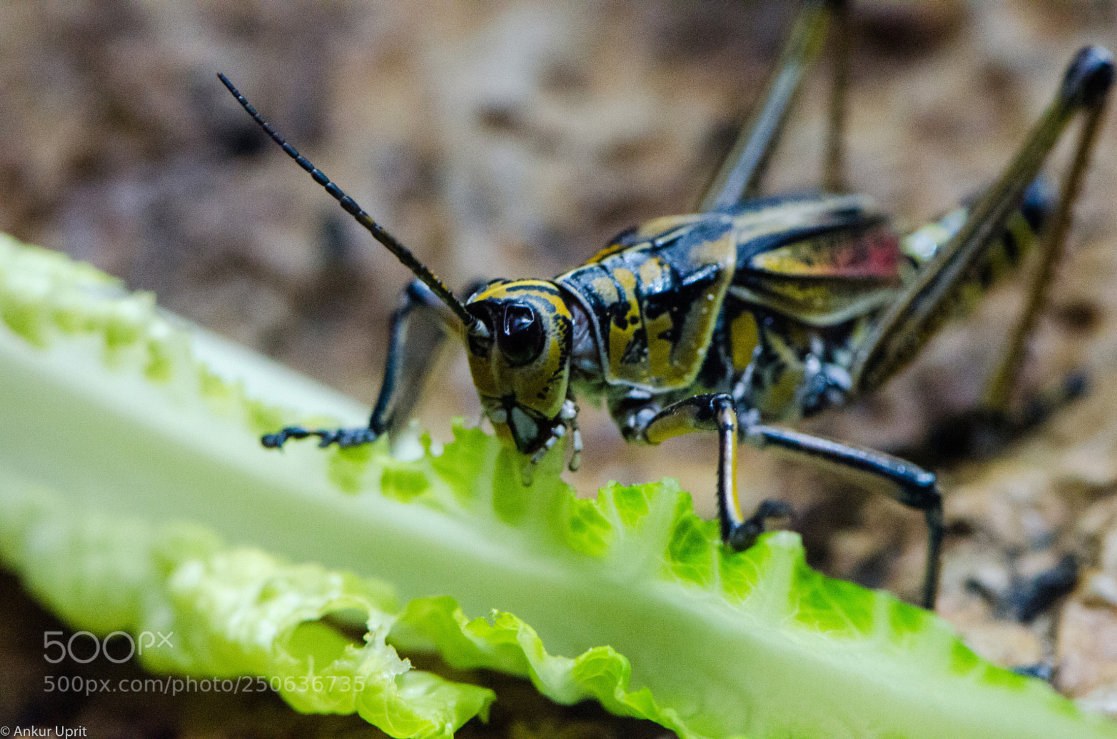 Nikon D7000 sample photo. Macro's photography