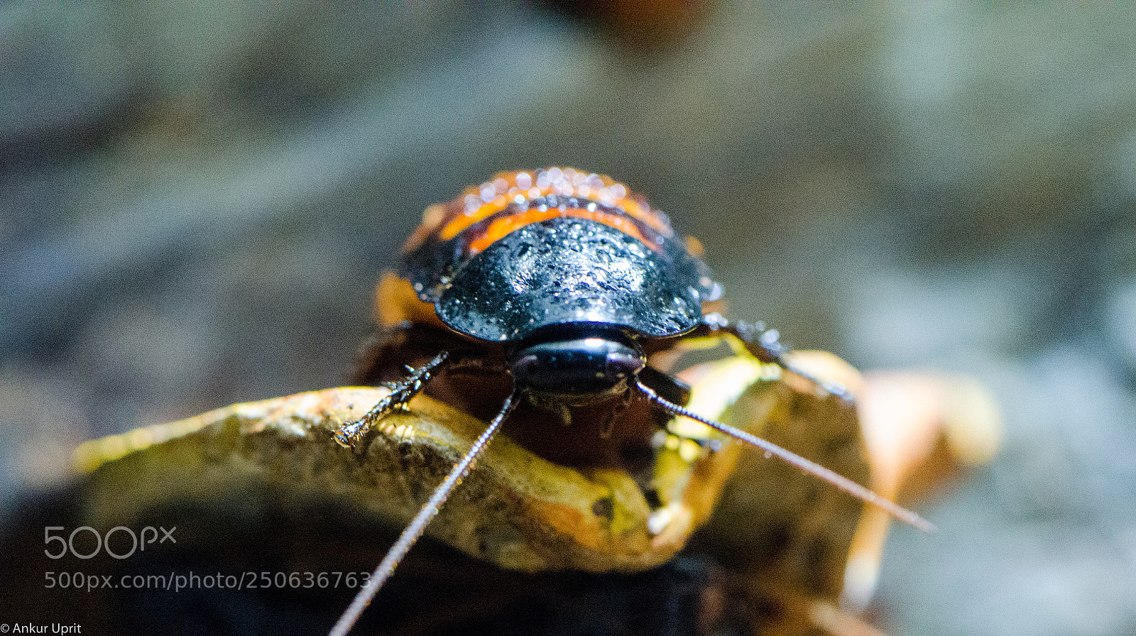 Nikon D7000 sample photo. Macro's photography