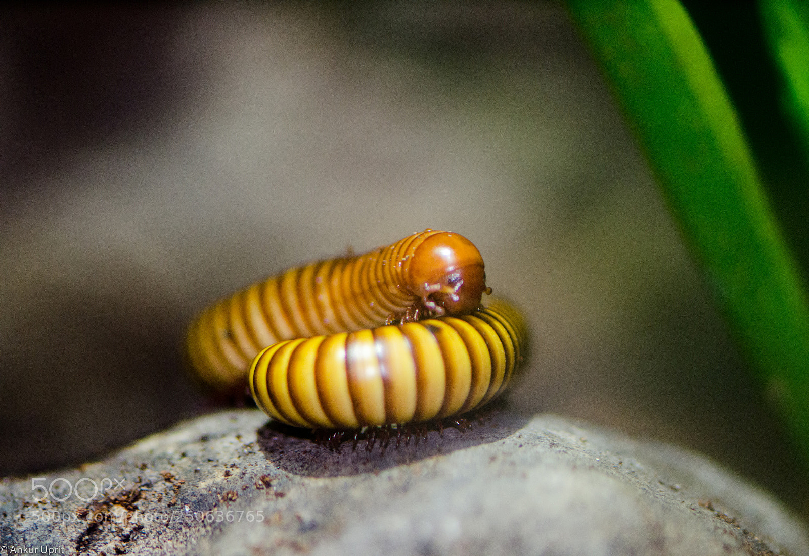 Nikon D7000 sample photo. Macro's photography