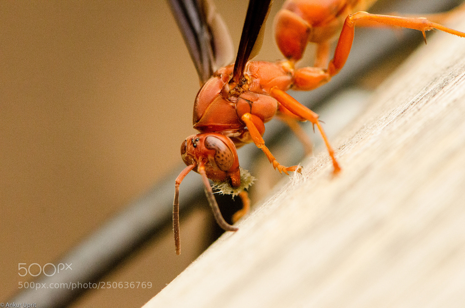 Nikon D7000 sample photo. Macro's photography