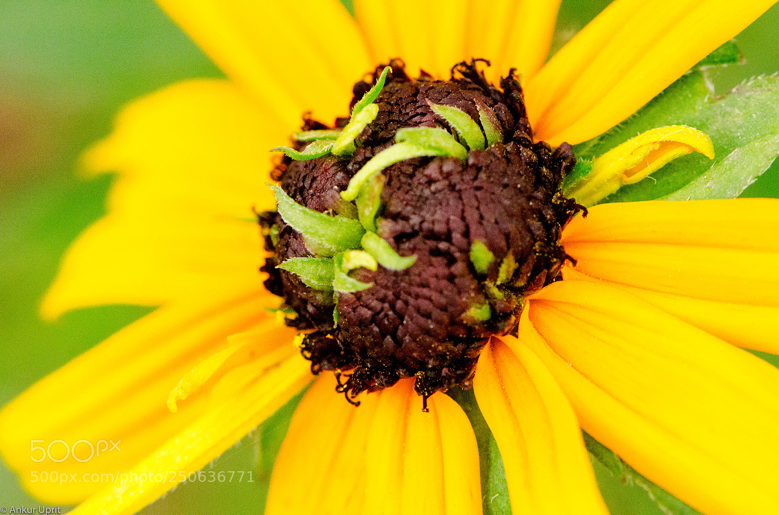 Nikon D7000 sample photo. Macro's photography