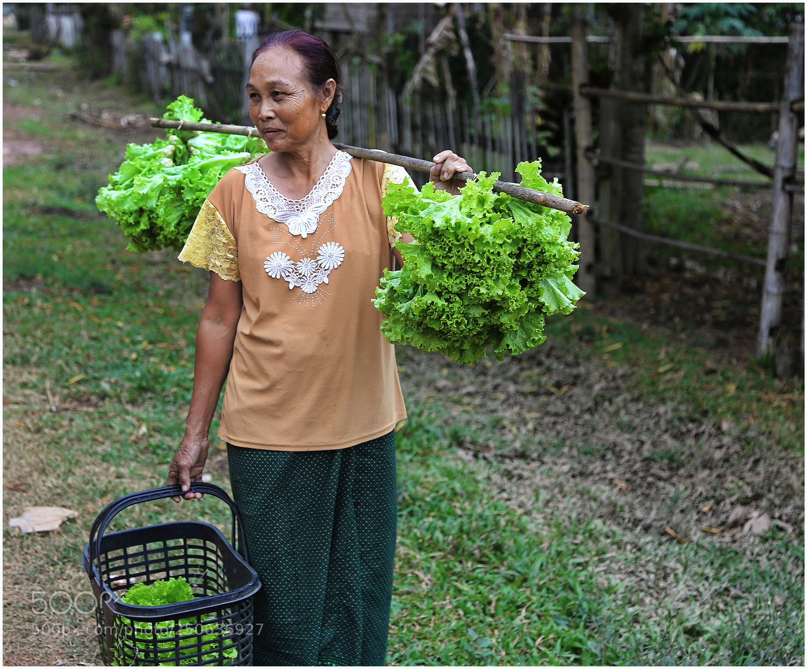 Canon EOS 6D + Canon EF 24-105mm F4L IS USM sample photo. Bringing home the cabbage photography