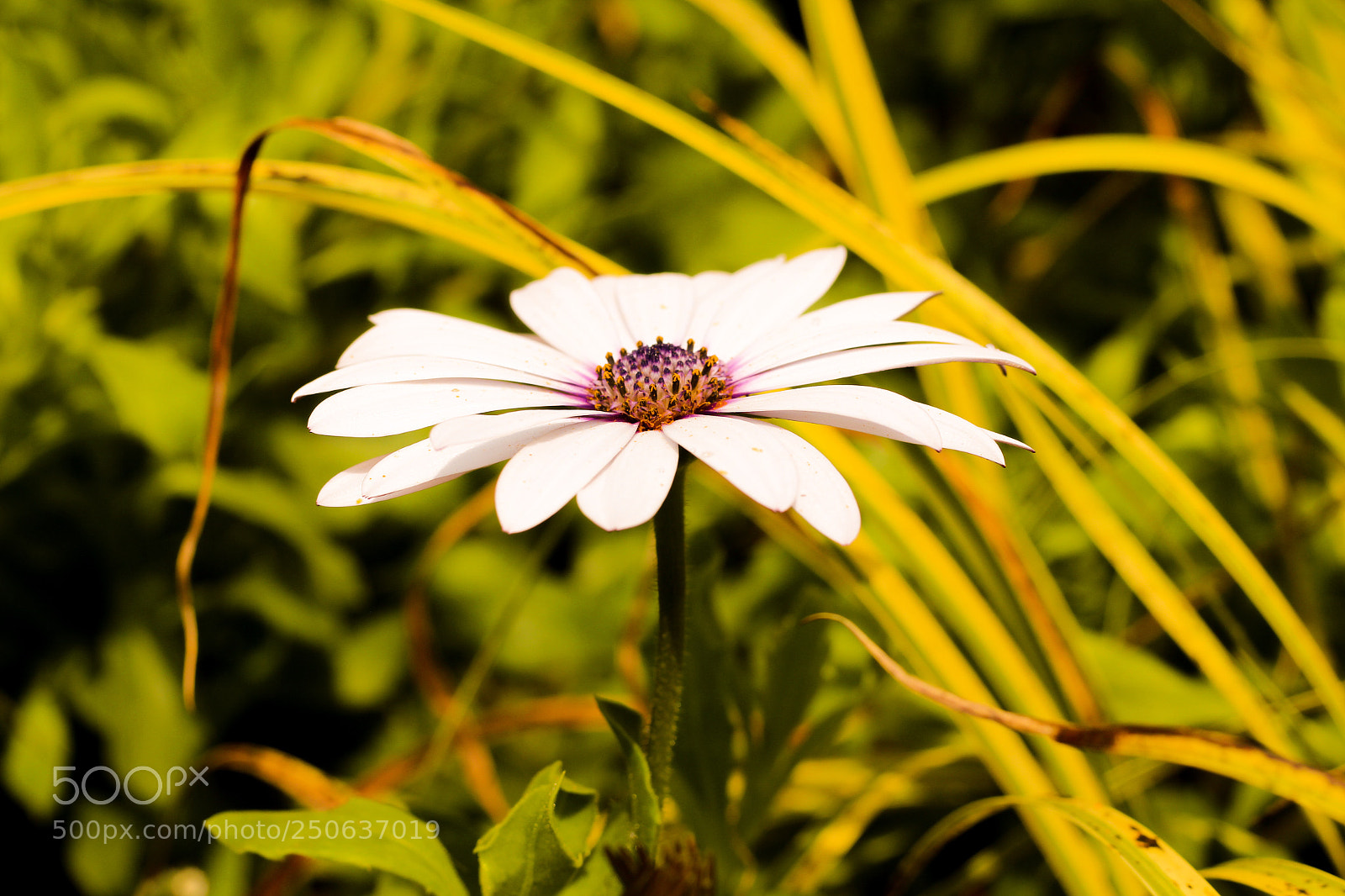 Canon EOS 700D (EOS Rebel T5i / EOS Kiss X7i) sample photo. Please..!!! photography