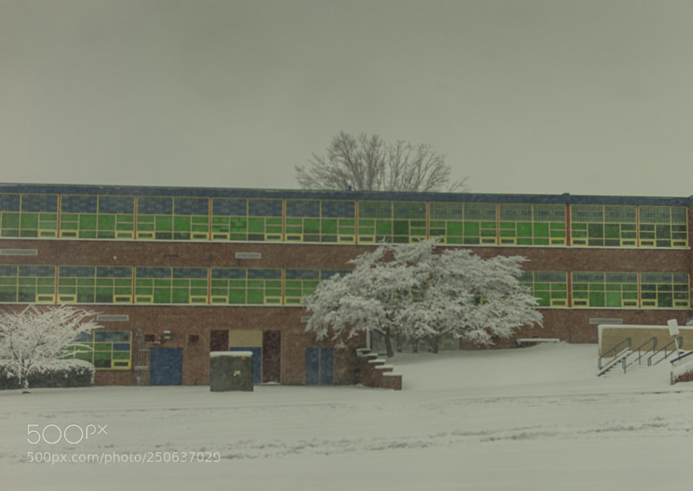 Nikon D5600 sample photo. Snow days photography