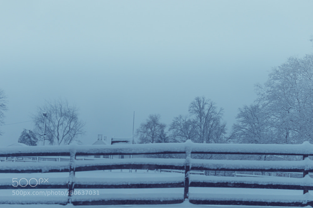 Nikon D5600 sample photo. Snow days photography