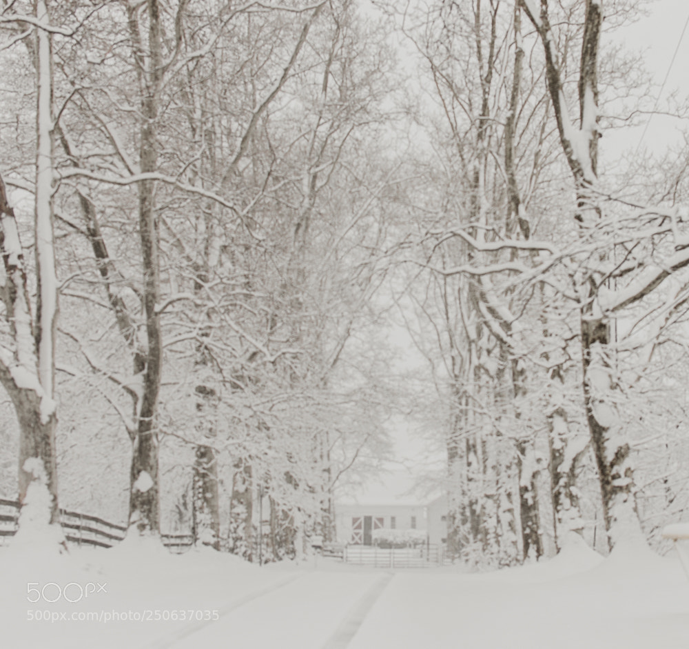 Nikon D5600 sample photo. Snow days photography