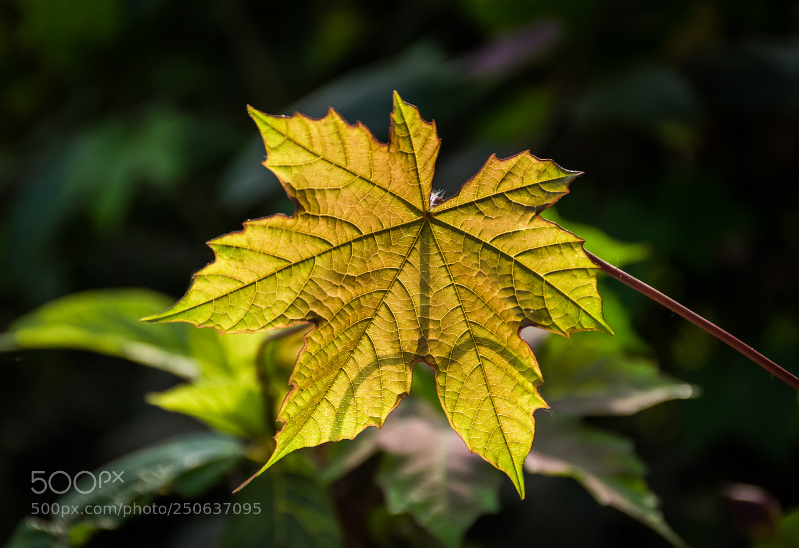 Nikon D5300 sample photo. Yellow leaf photography
