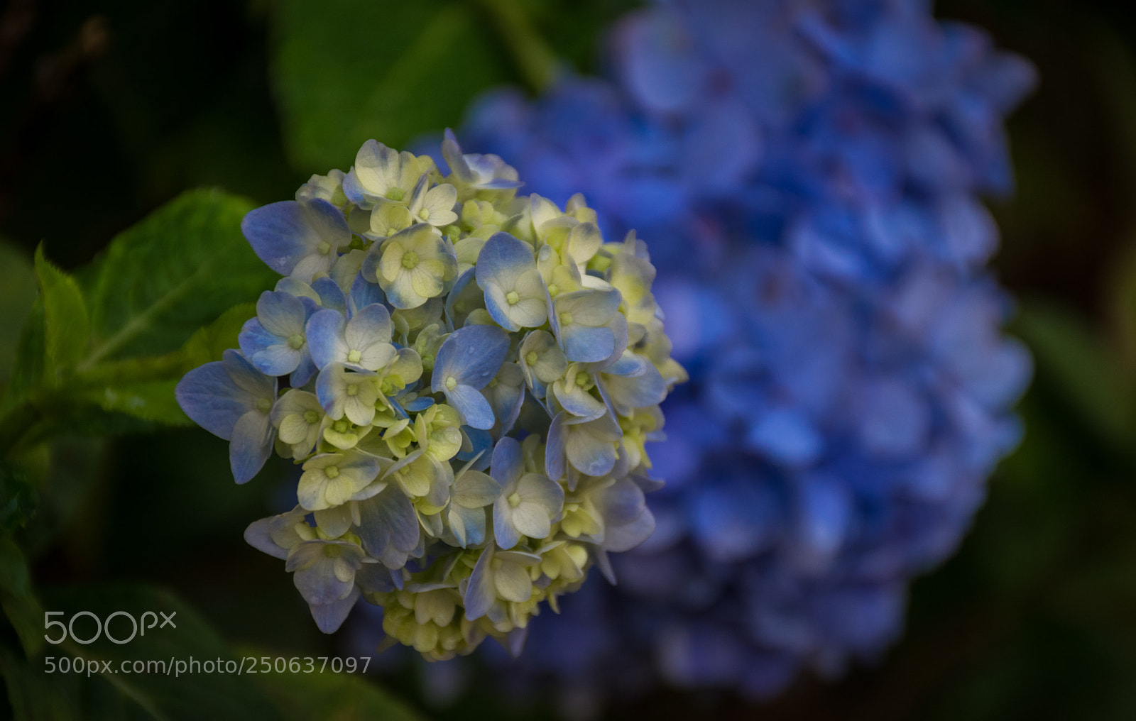 Nikon D5300 sample photo. Blue flowers photography