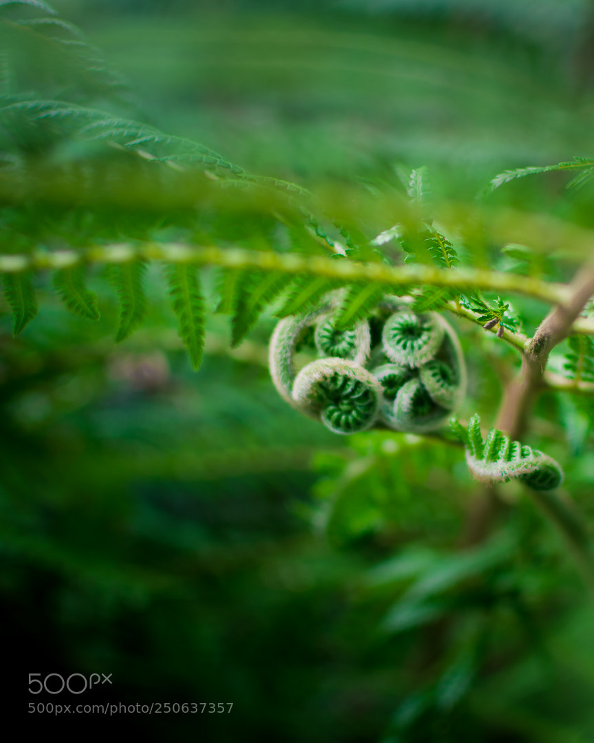 Nikon D7200 sample photo. Birth of a fern photography
