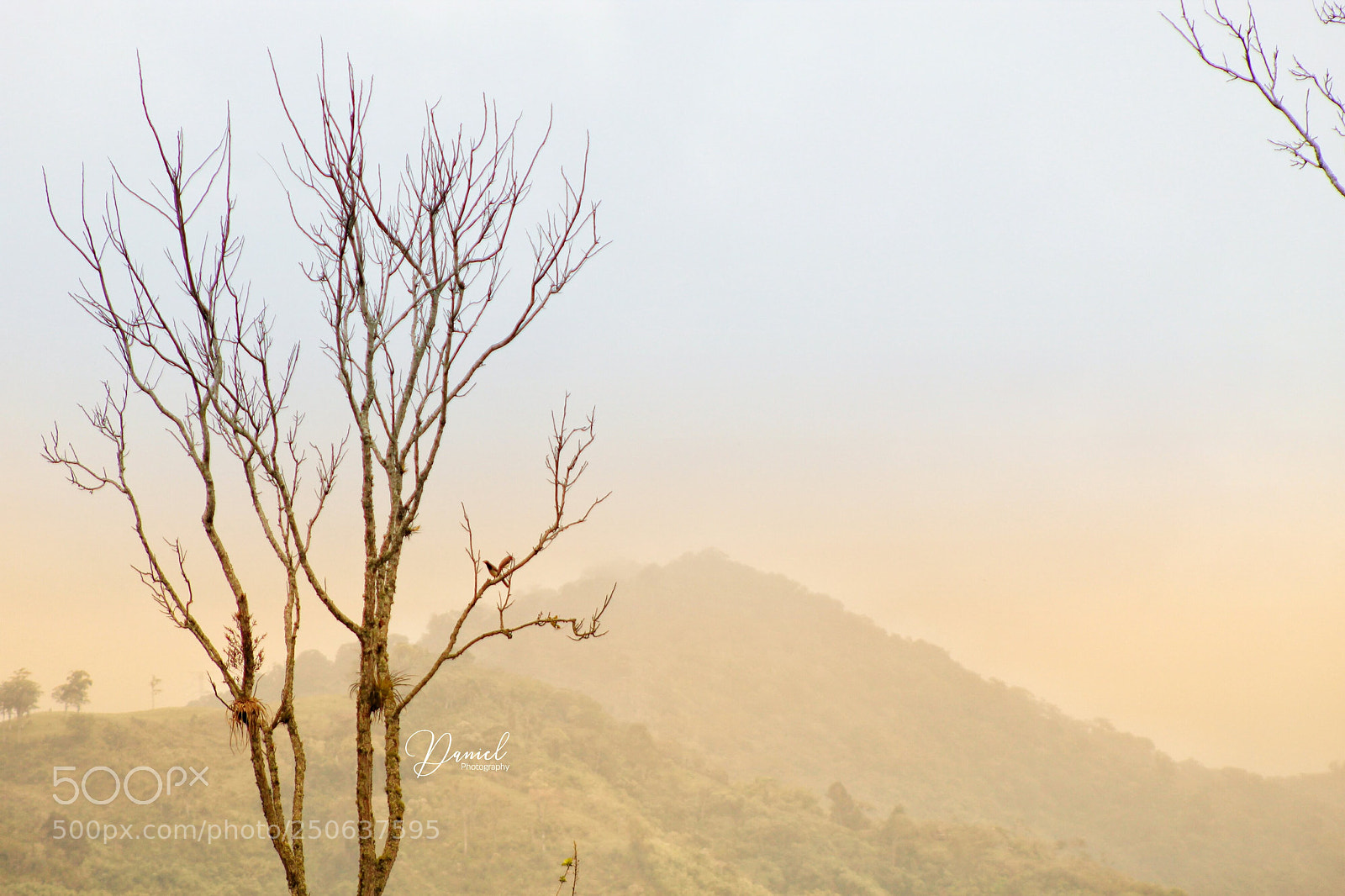 Canon EOS 1300D (EOS Rebel T6 / EOS Kiss X80) sample photo. Tree photography