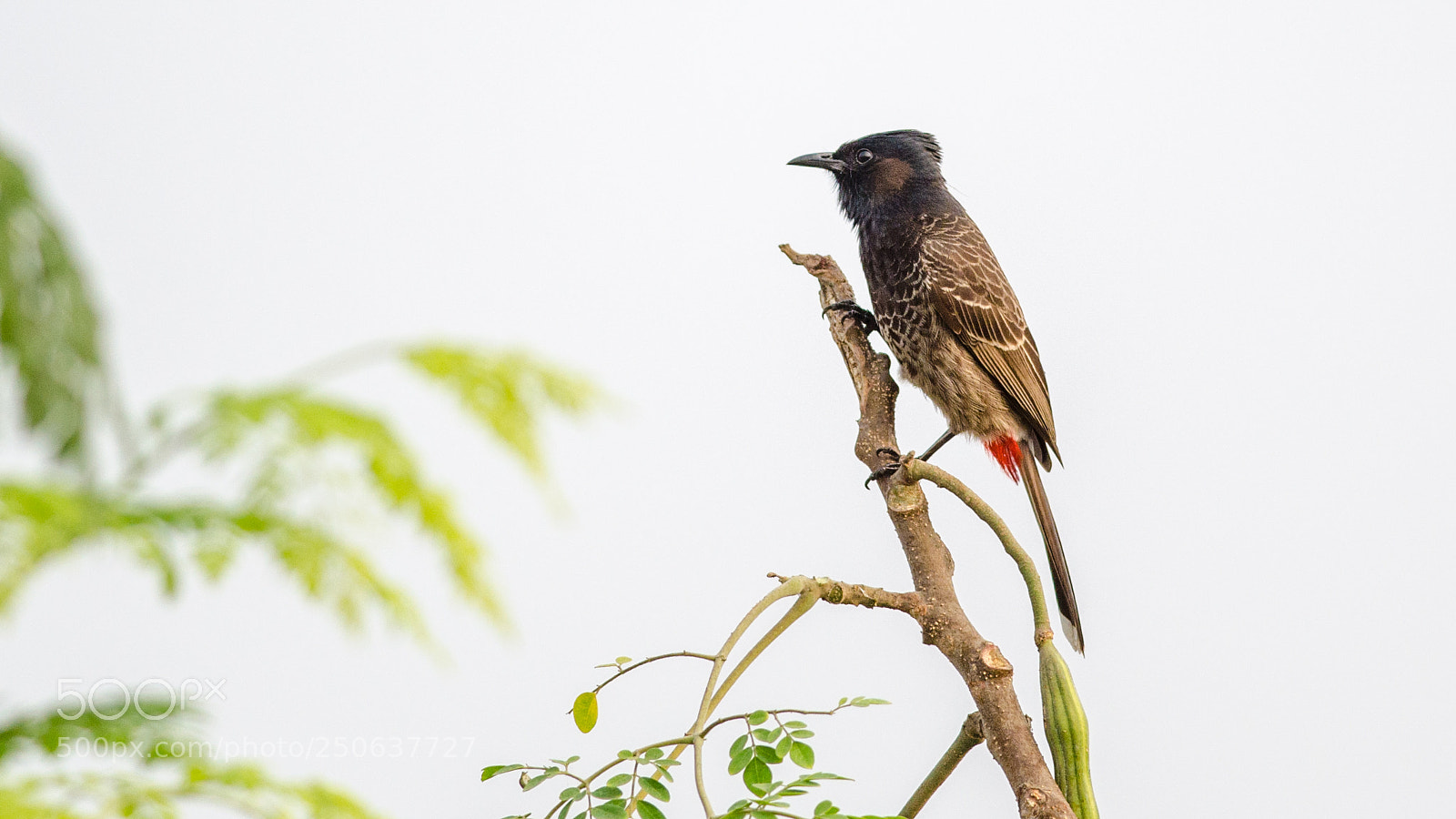 Nikon D7000 sample photo. Bulbul photography