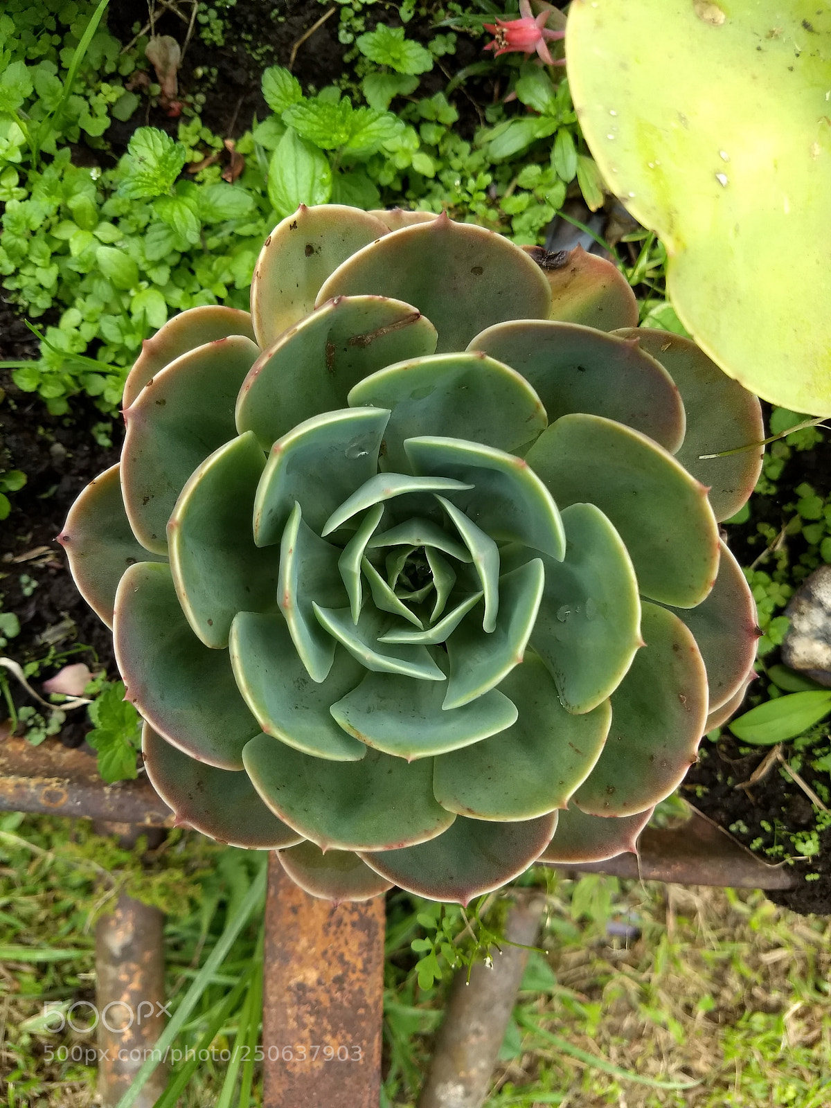 Motorola Moto G (5) Plus sample photo. Nature pattern photography