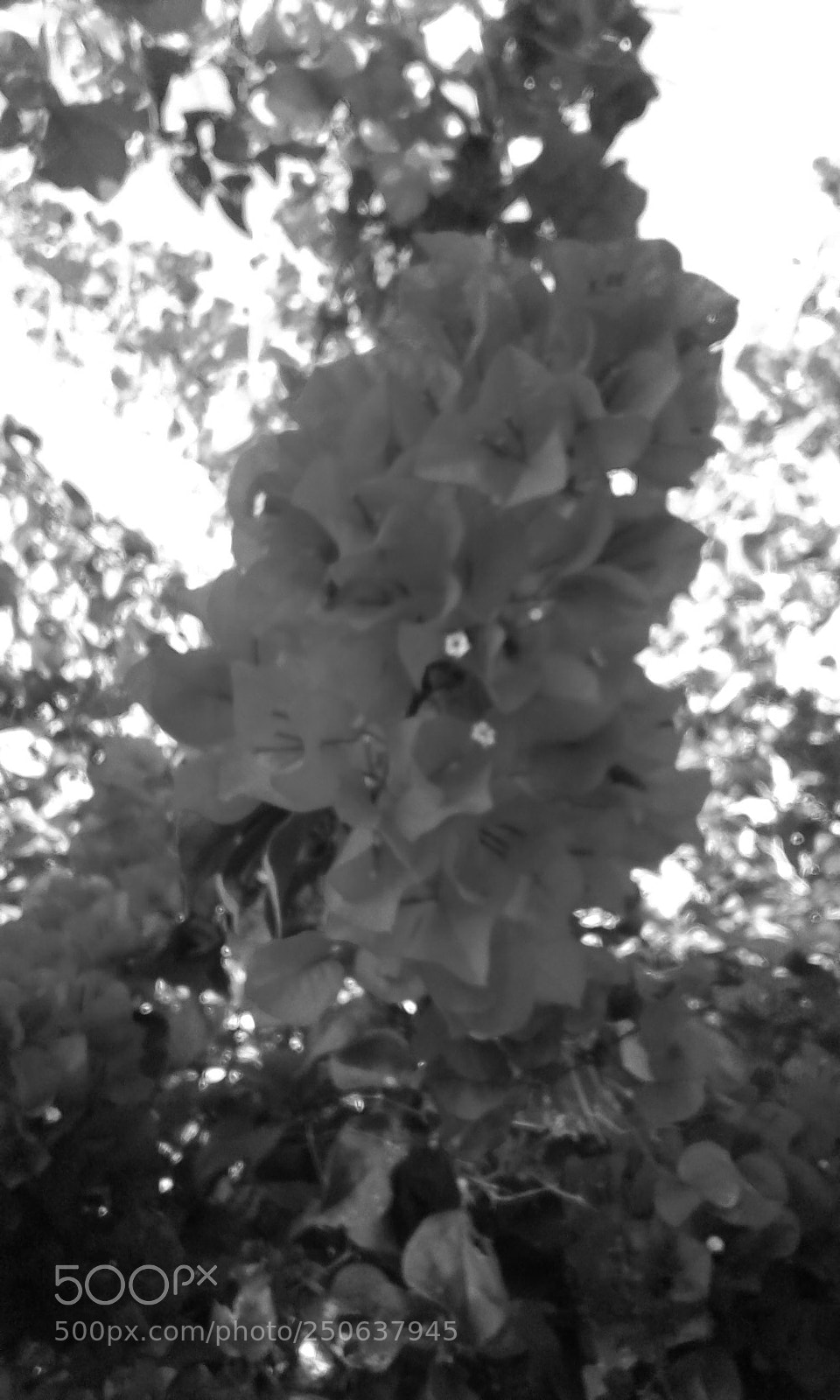Samsung Galaxy J1 sample photo. Black and white flower photography