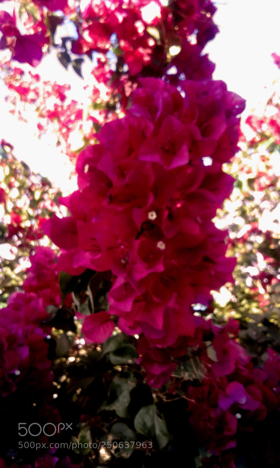 Samsung Galaxy J1 sample photo. Red flower photography
