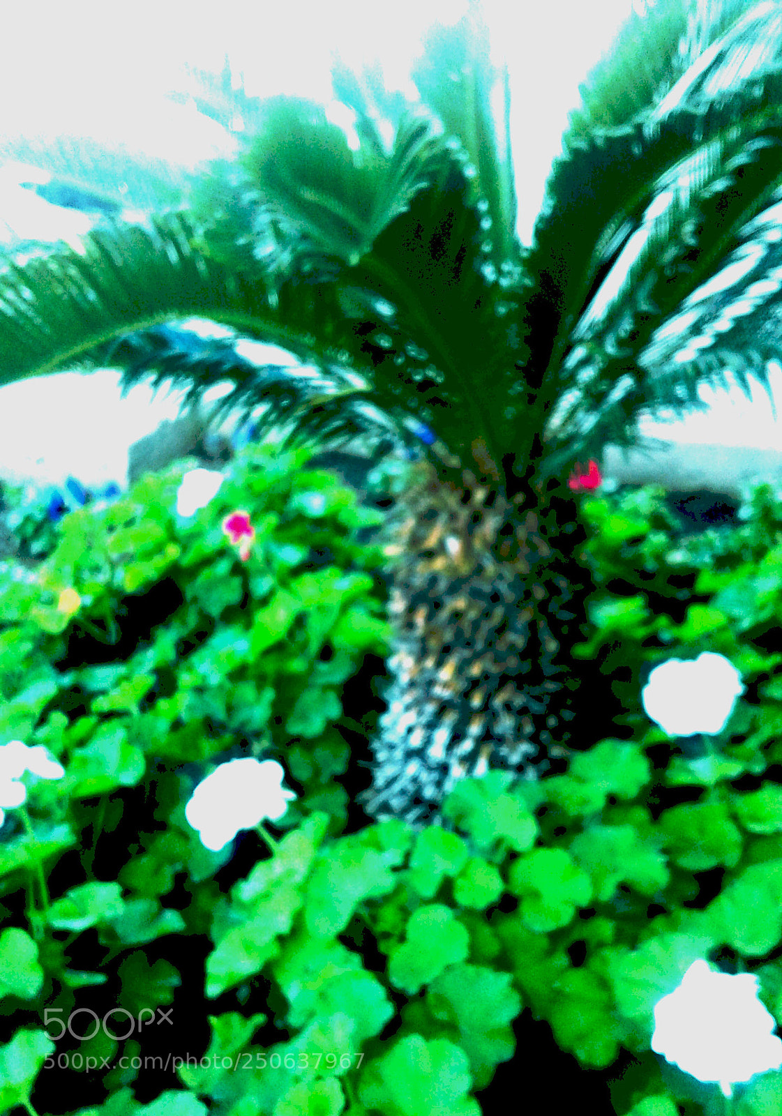 Samsung Galaxy J1 sample photo. Bokat(flower palm) photography