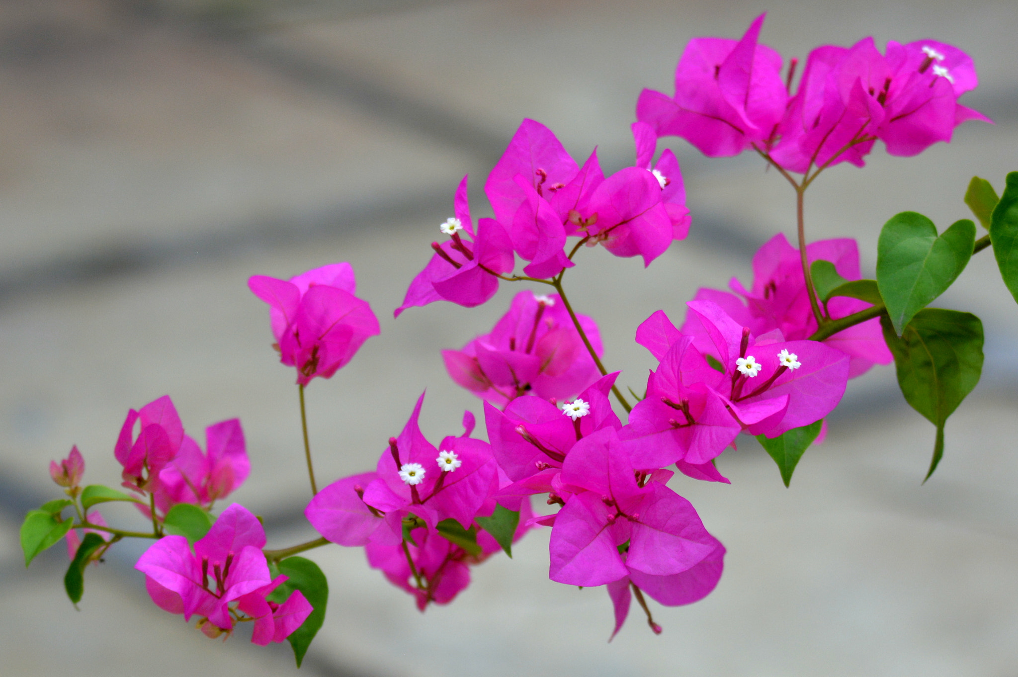 Nikon D5200 sample photo. Flowers photography