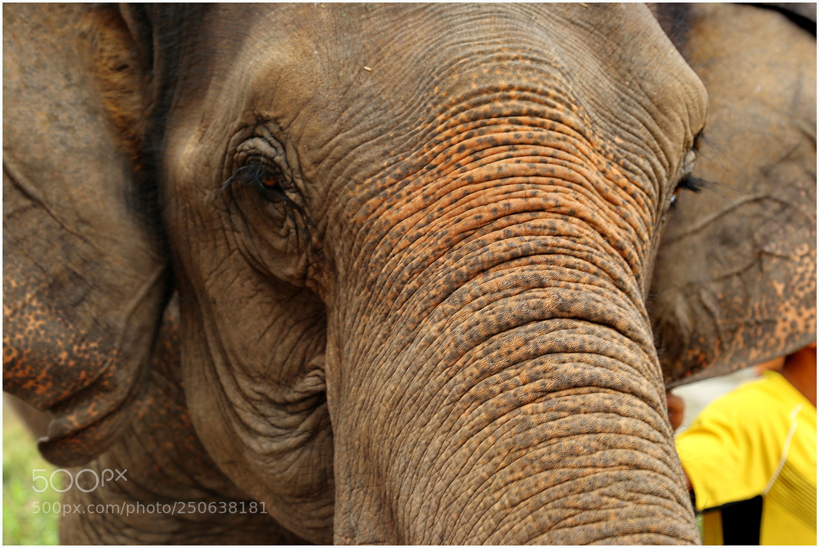 Canon EOS 6D + Canon EF 24-105mm F4L IS USM sample photo. Elephant close up photography