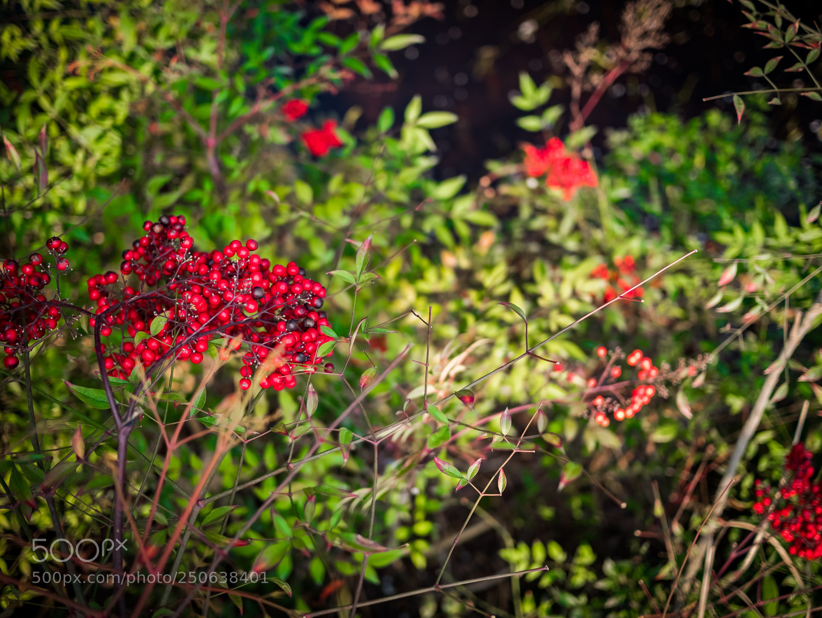 Panasonic Lumix DMC-GX85 (Lumix DMC-GX80 / Lumix DMC-GX7 Mark II) sample photo. Berries photography