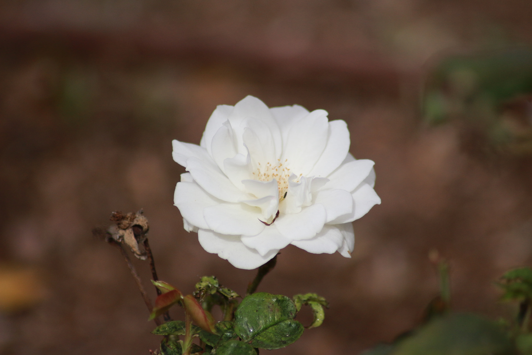 Canon EOS 700D (EOS Rebel T5i / EOS Kiss X7i) sample photo. Rose photography