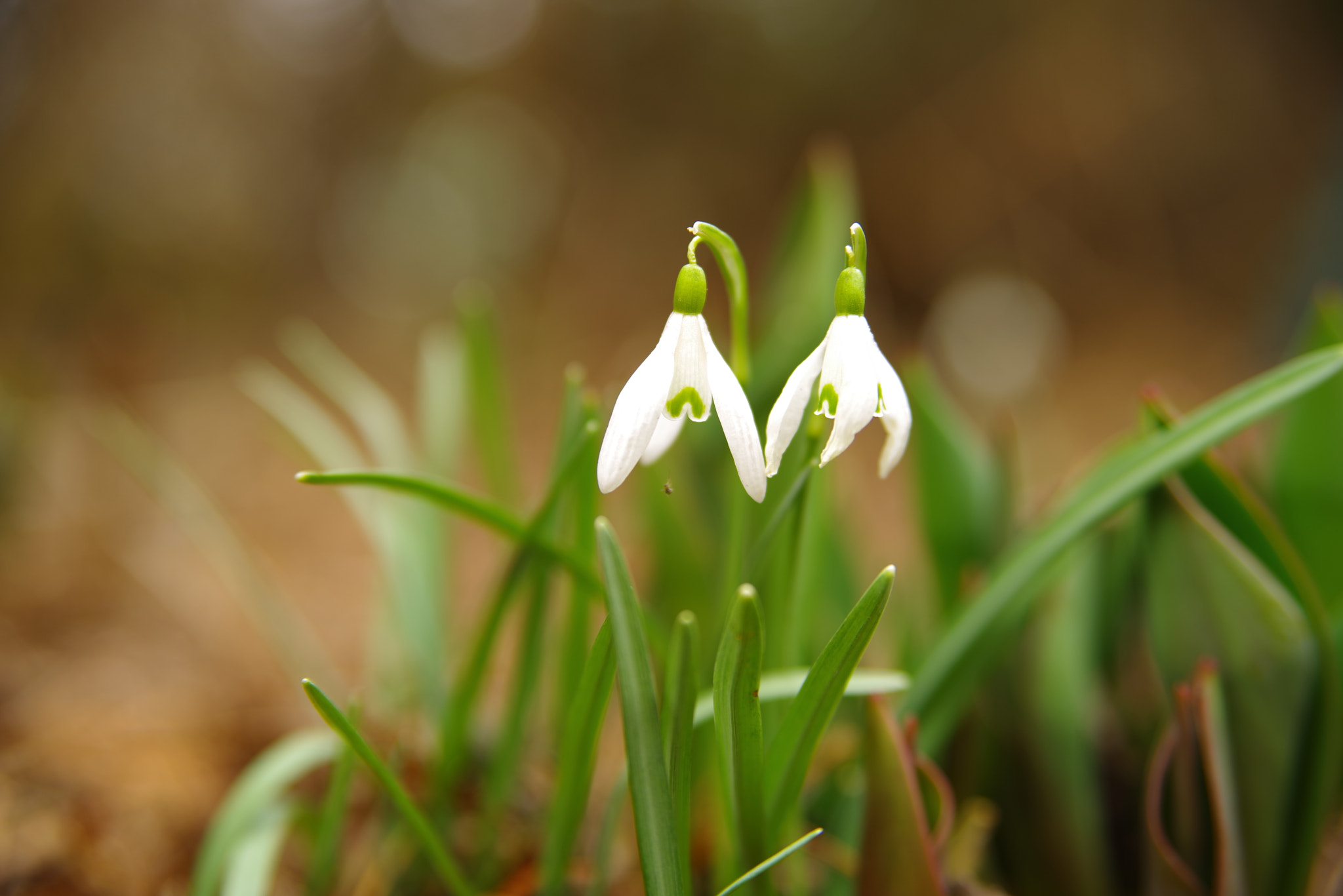Pentax K-1 sample photo. Snowdrop photography