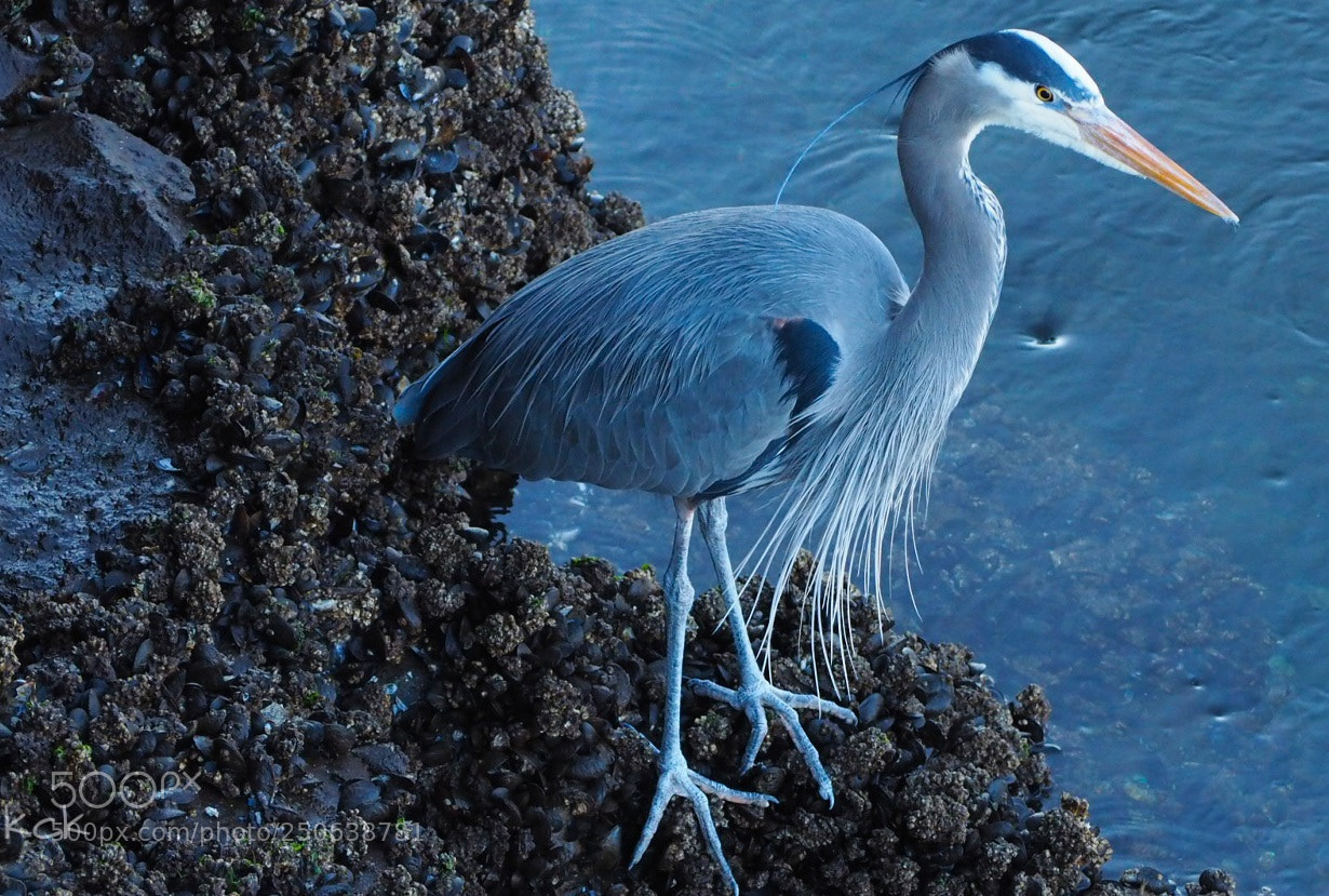 Olympus OM-D E-M10 II sample photo. Blue heron 2. photography