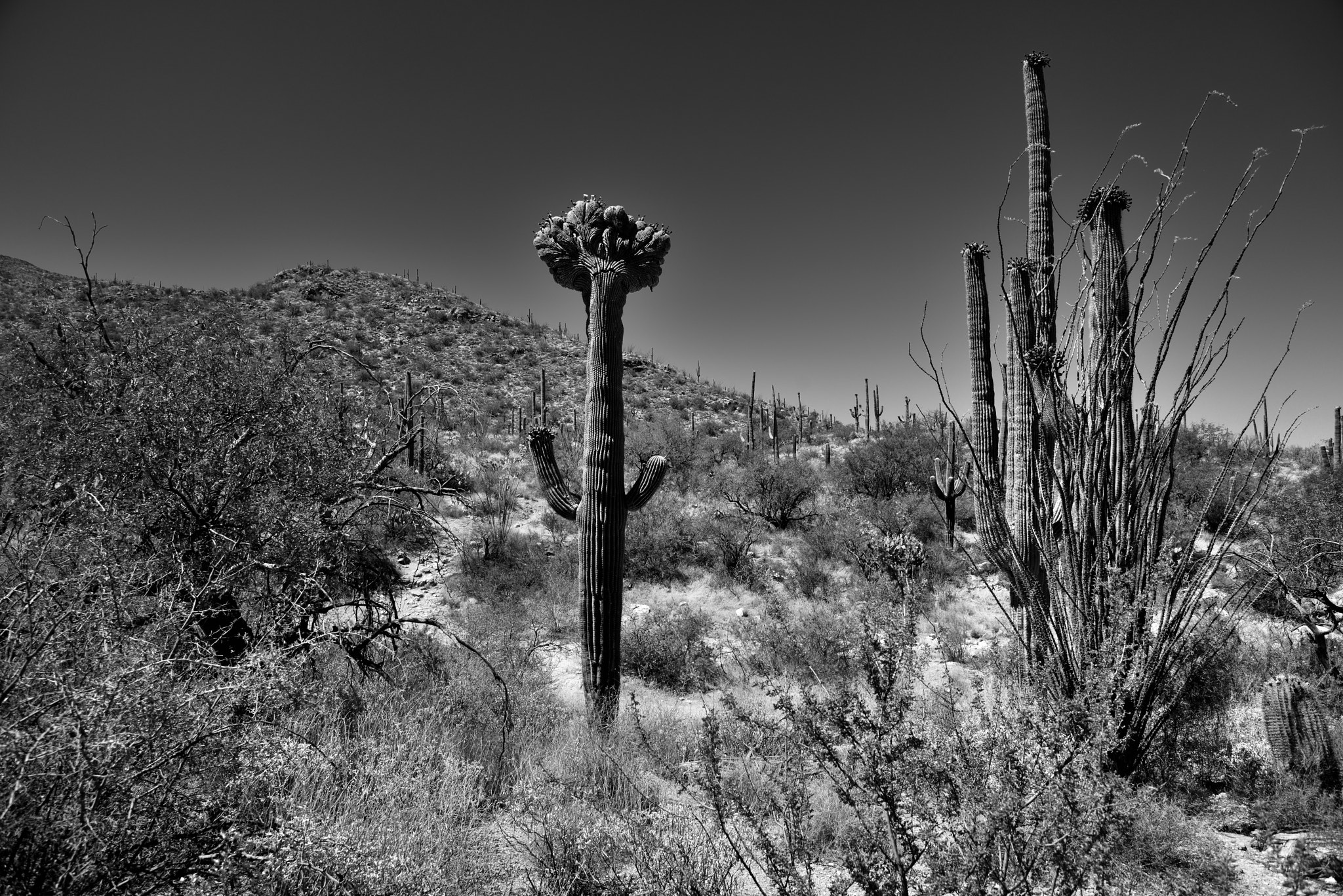 Nikon D800E + Nikon AF-S Nikkor 24-120mm F4G ED VR sample photo. Crested saguaro along with a hillside of many other saguaro cactus (black & white) photography