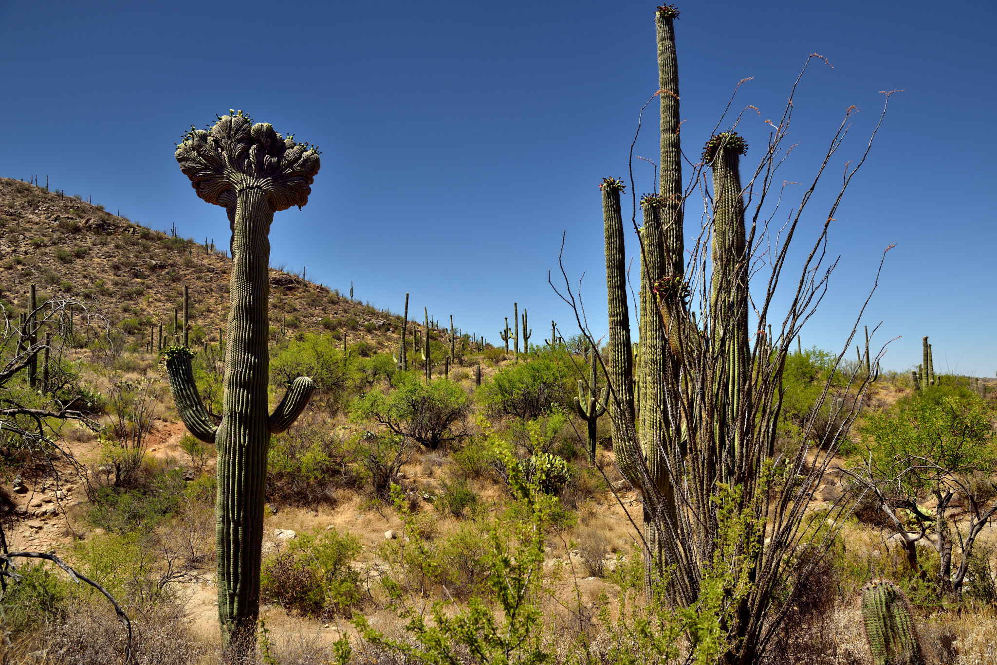 Nikon D800E + Nikon AF-S Nikkor 24-120mm F4G ED VR sample photo. Crested saguaro along with a hillside of many other saguaro cactus photography