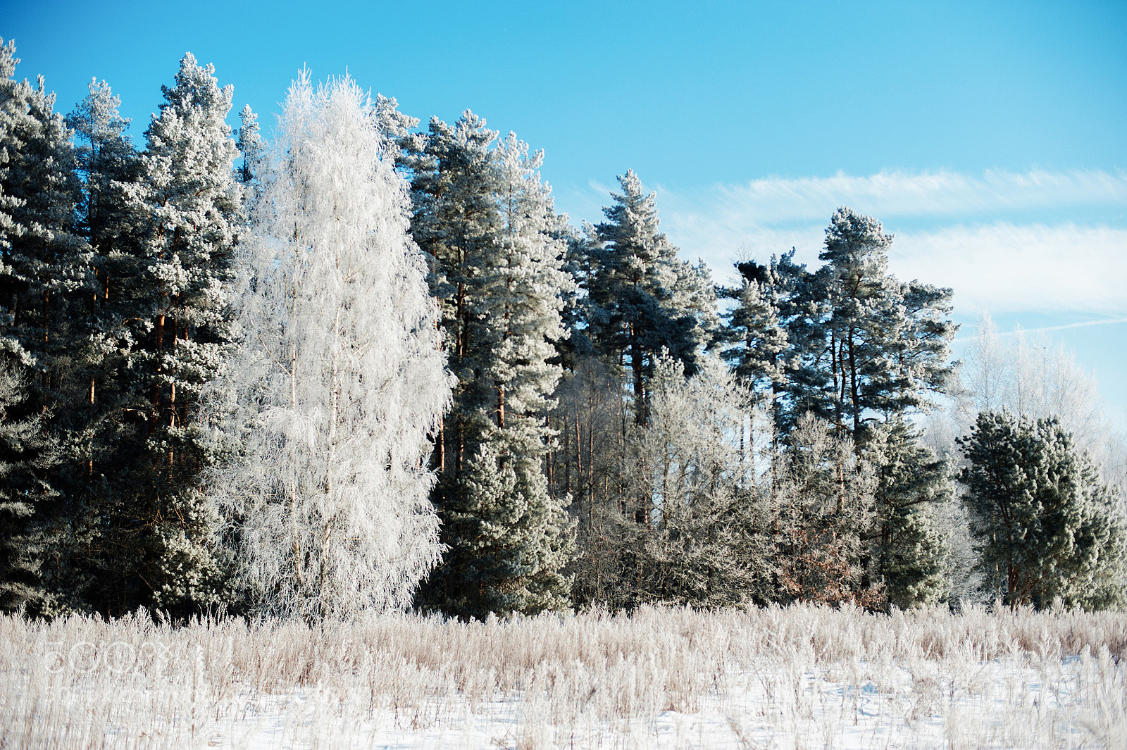 Nikon D3 sample photo. Frost photography