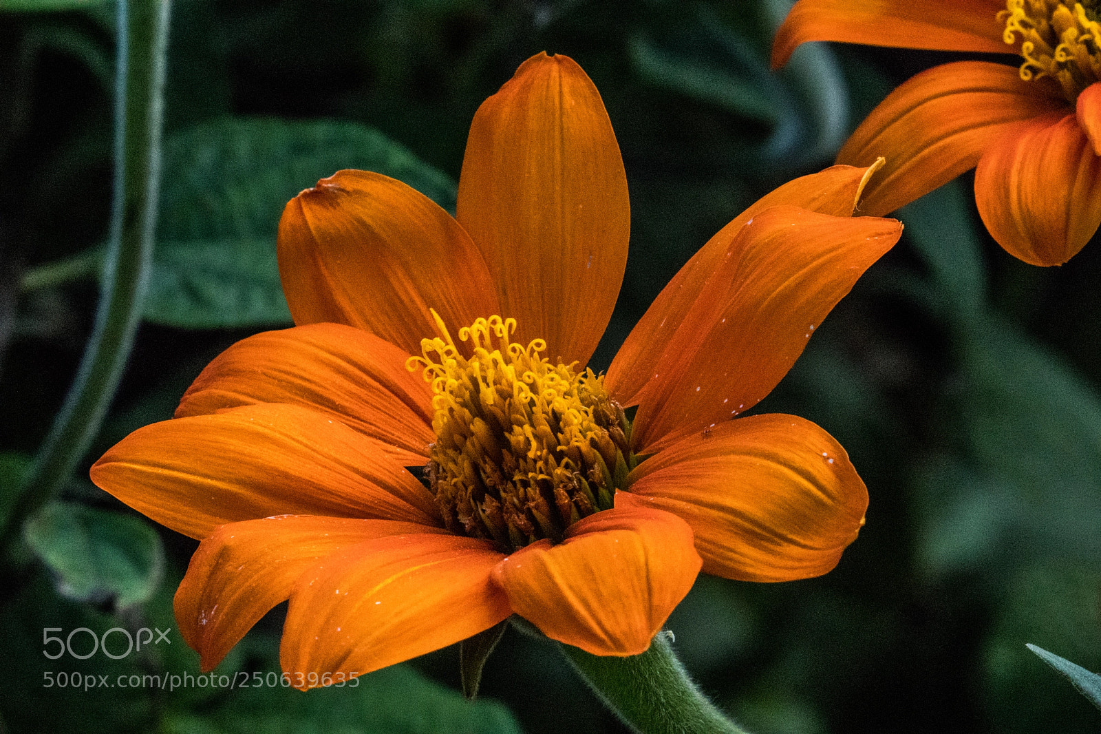 Canon EOS M5 sample photo. Orange oddity photography