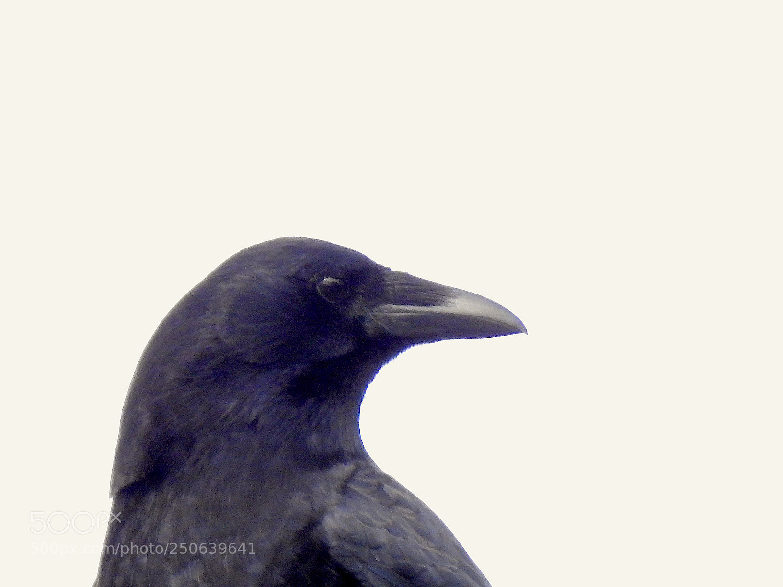 Nikon Coolpix P900 sample photo. Crow photography