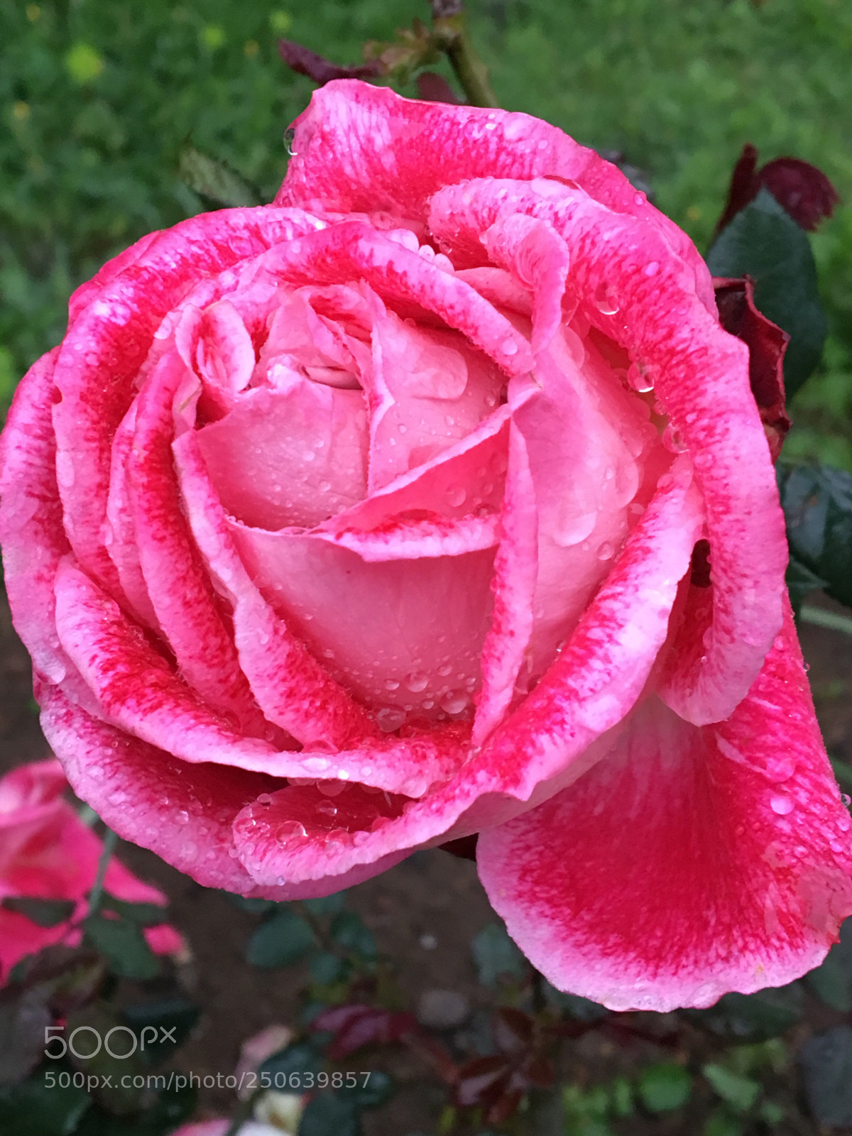Apple iPhone 6s sample photo. Good morning,world. photography