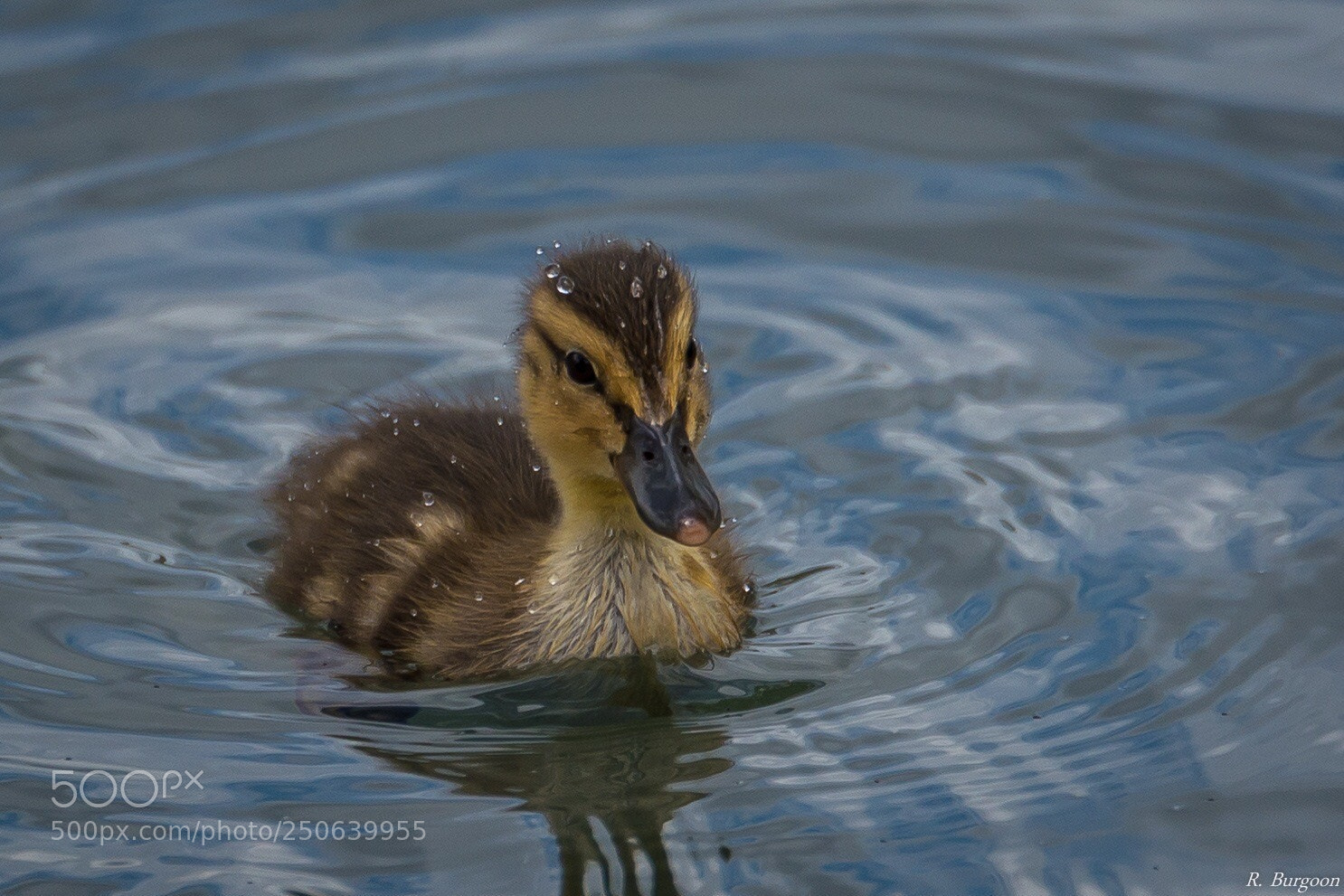 Nikon D5200 sample photo. Little duck  photography