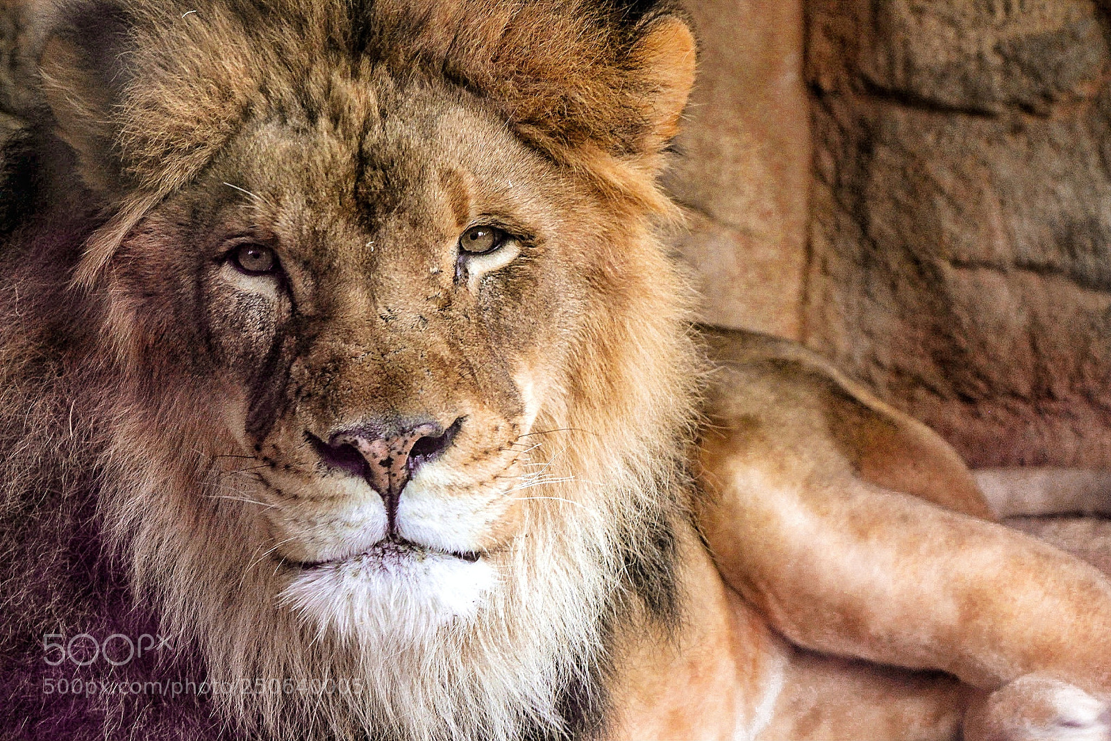 Canon EOS 600D (Rebel EOS T3i / EOS Kiss X5) sample photo. Lion photography