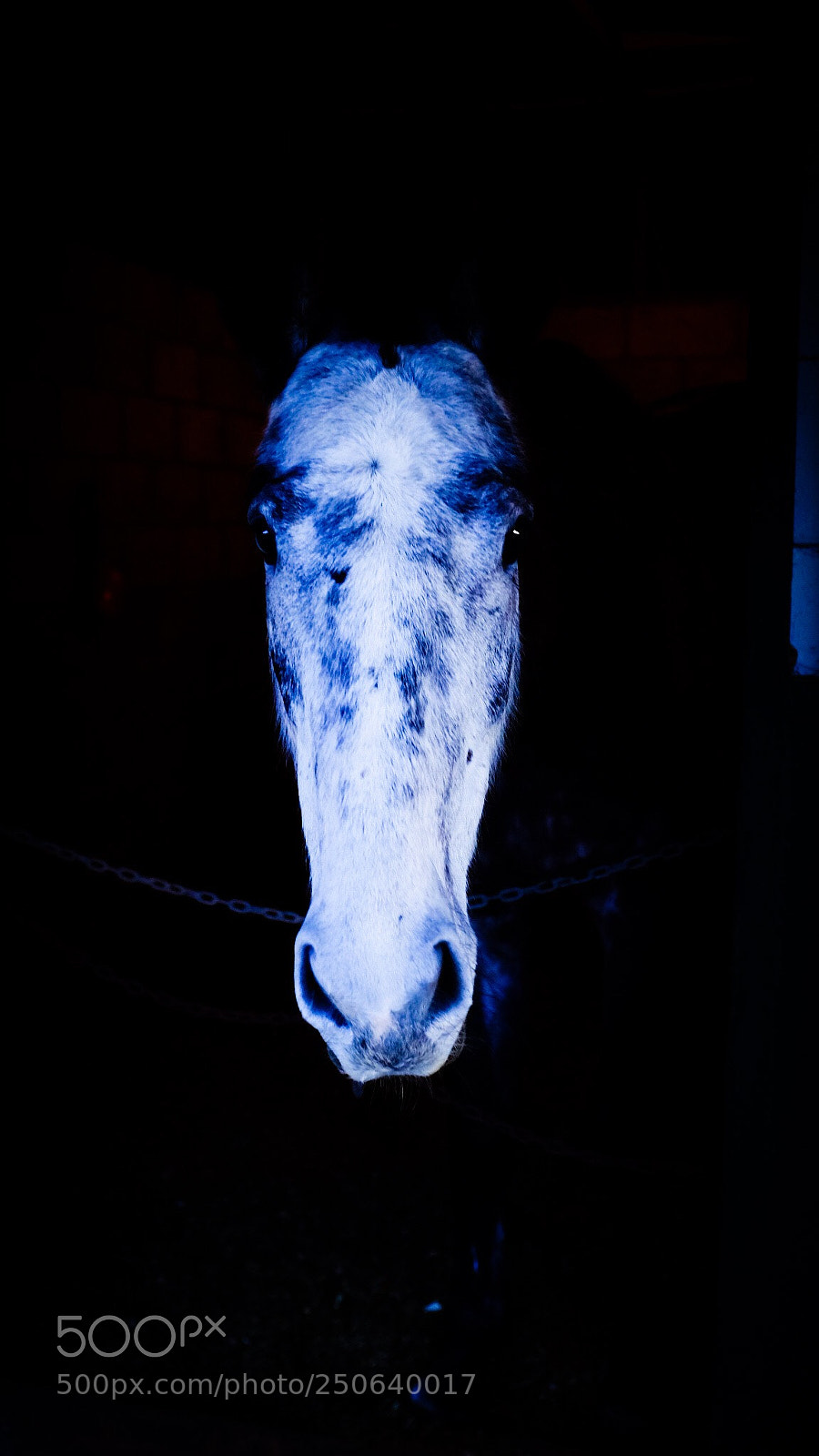 Fujifilm X100T sample photo. Winter equine photography