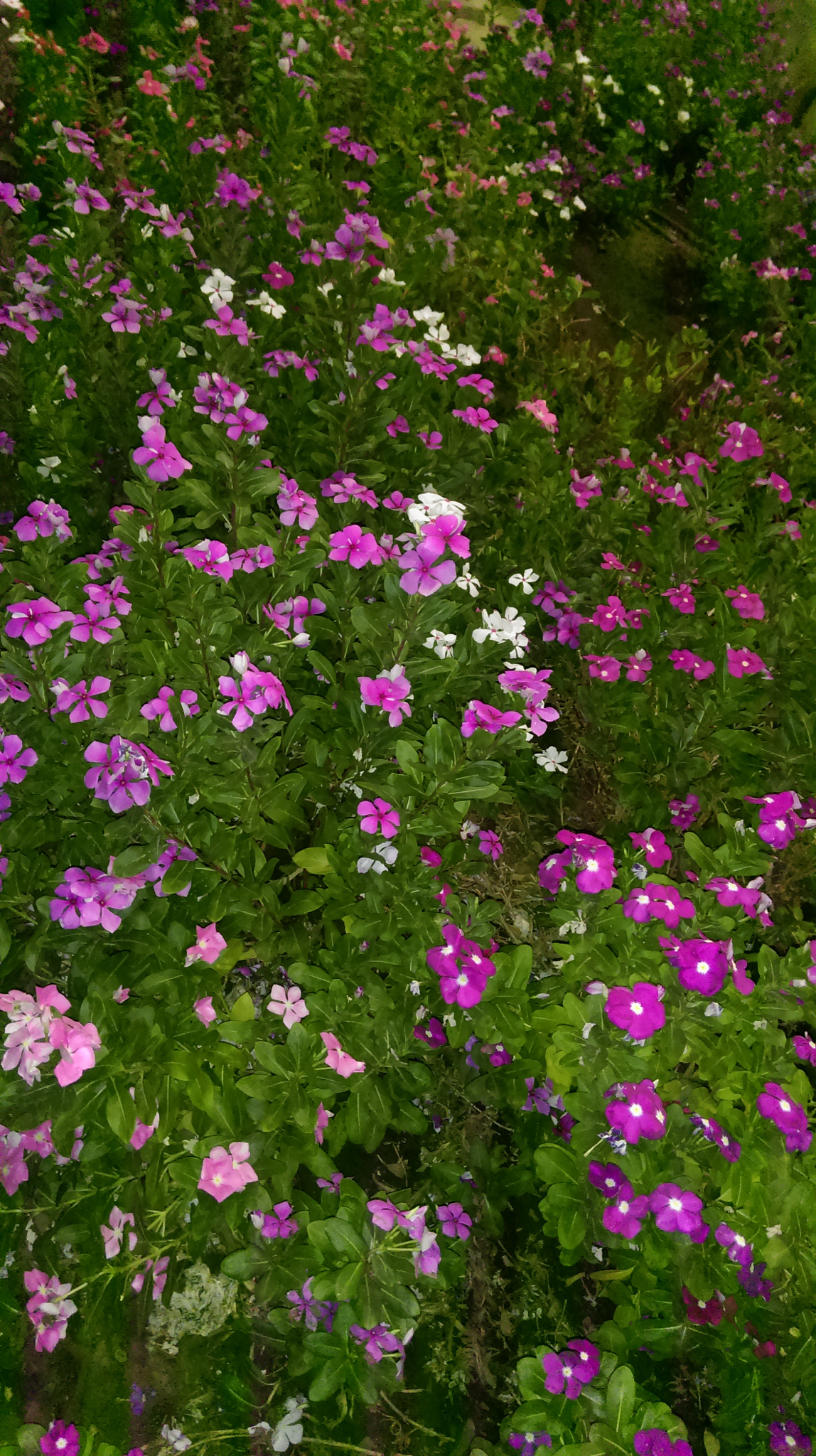 HTC Desire 816 dual sim sample photo