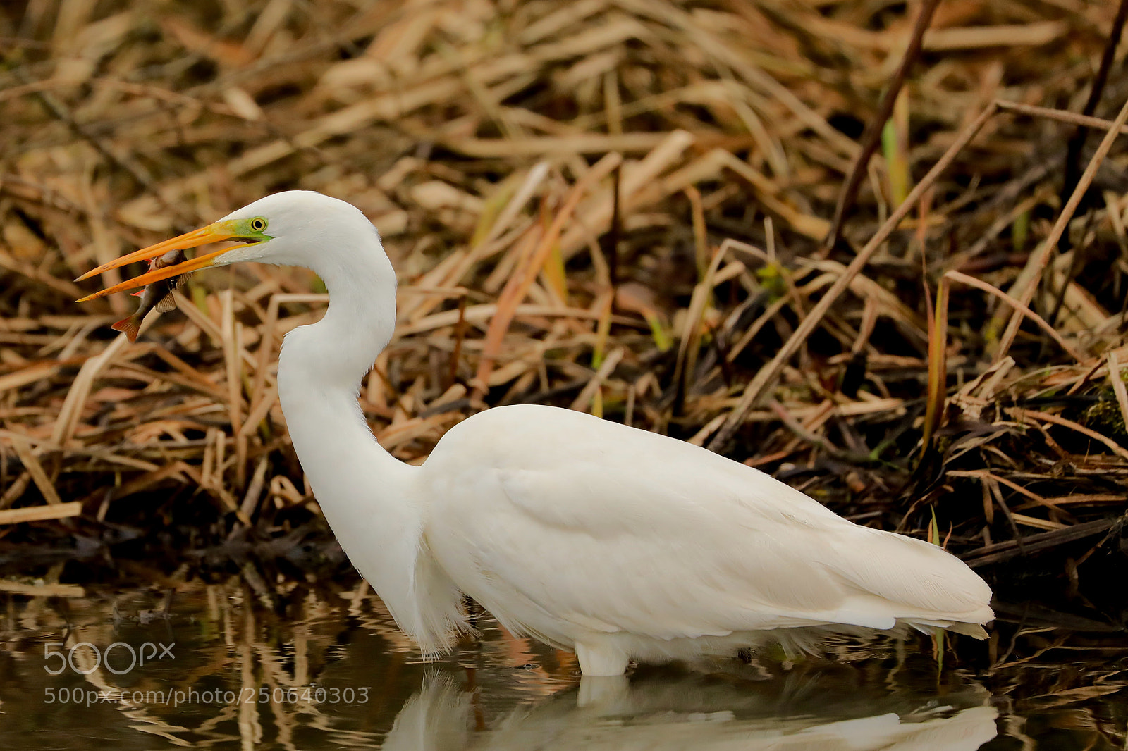 Canon EOS 5D Mark IV sample photo. Egret ........ with a photography