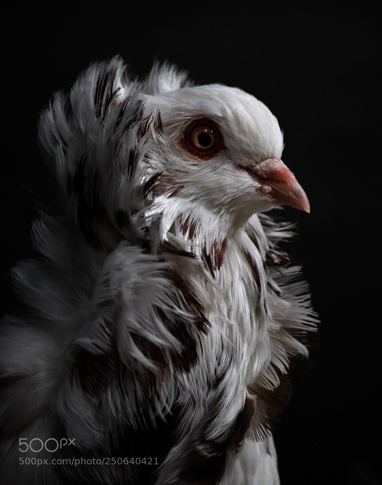 Nikon D3000 sample photo. Capuchin pigeon photography