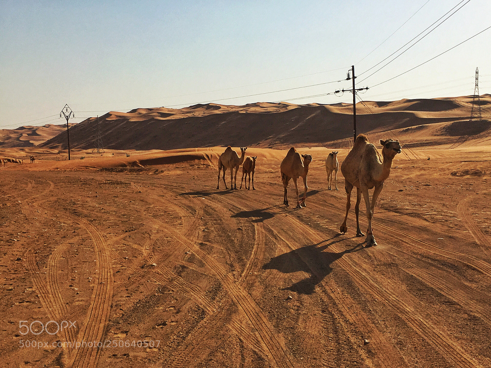 Apple iPhone 6s sample photo. Camel train photography