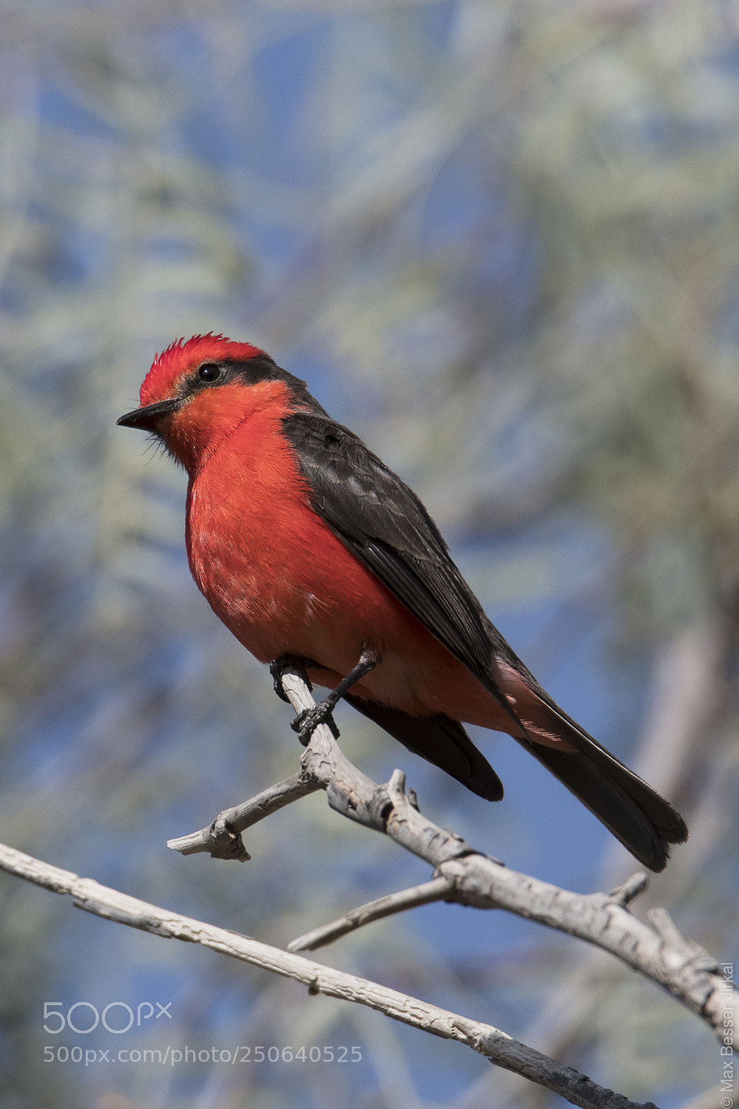 Nikon D500 sample photo. Flight catcher photography