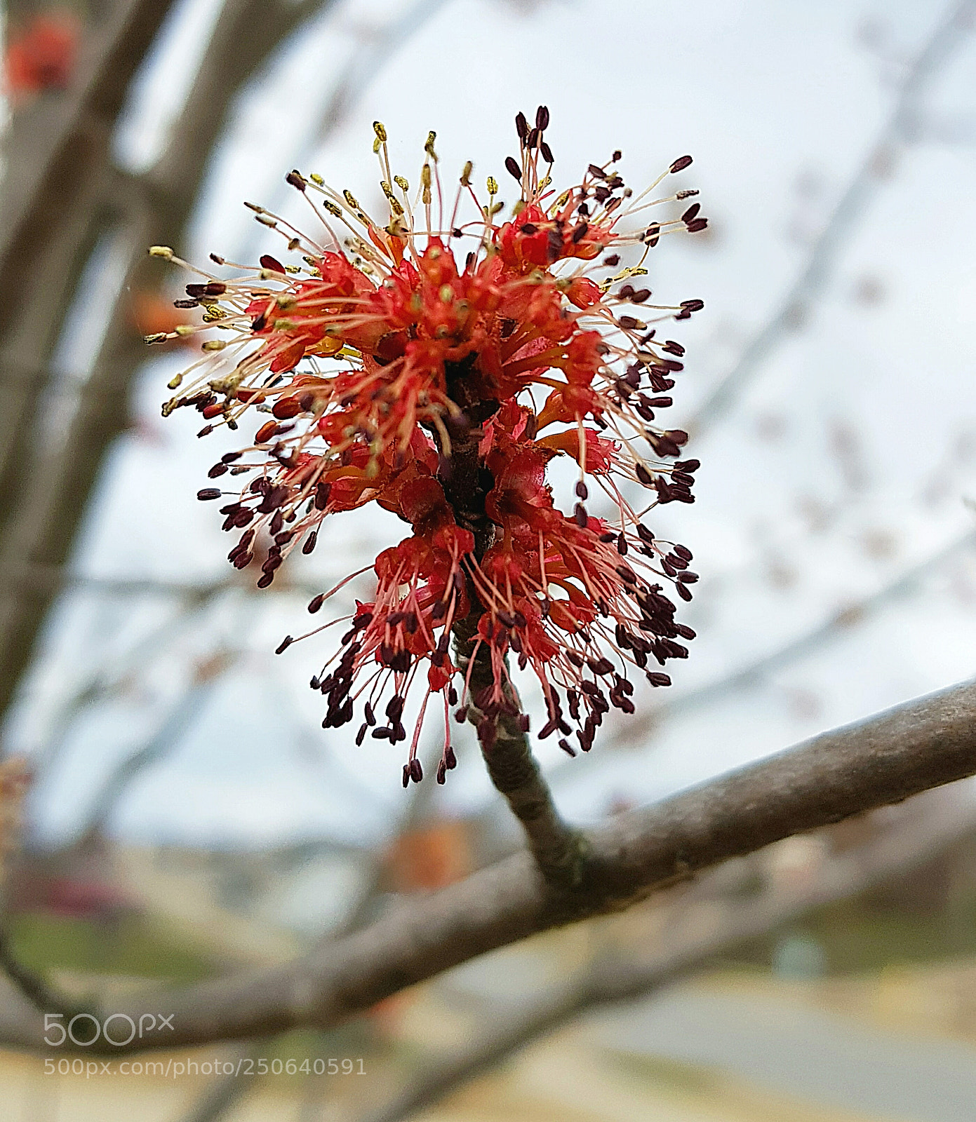 Samsung Galaxy S8+ sample photo. Spring flowers. photography