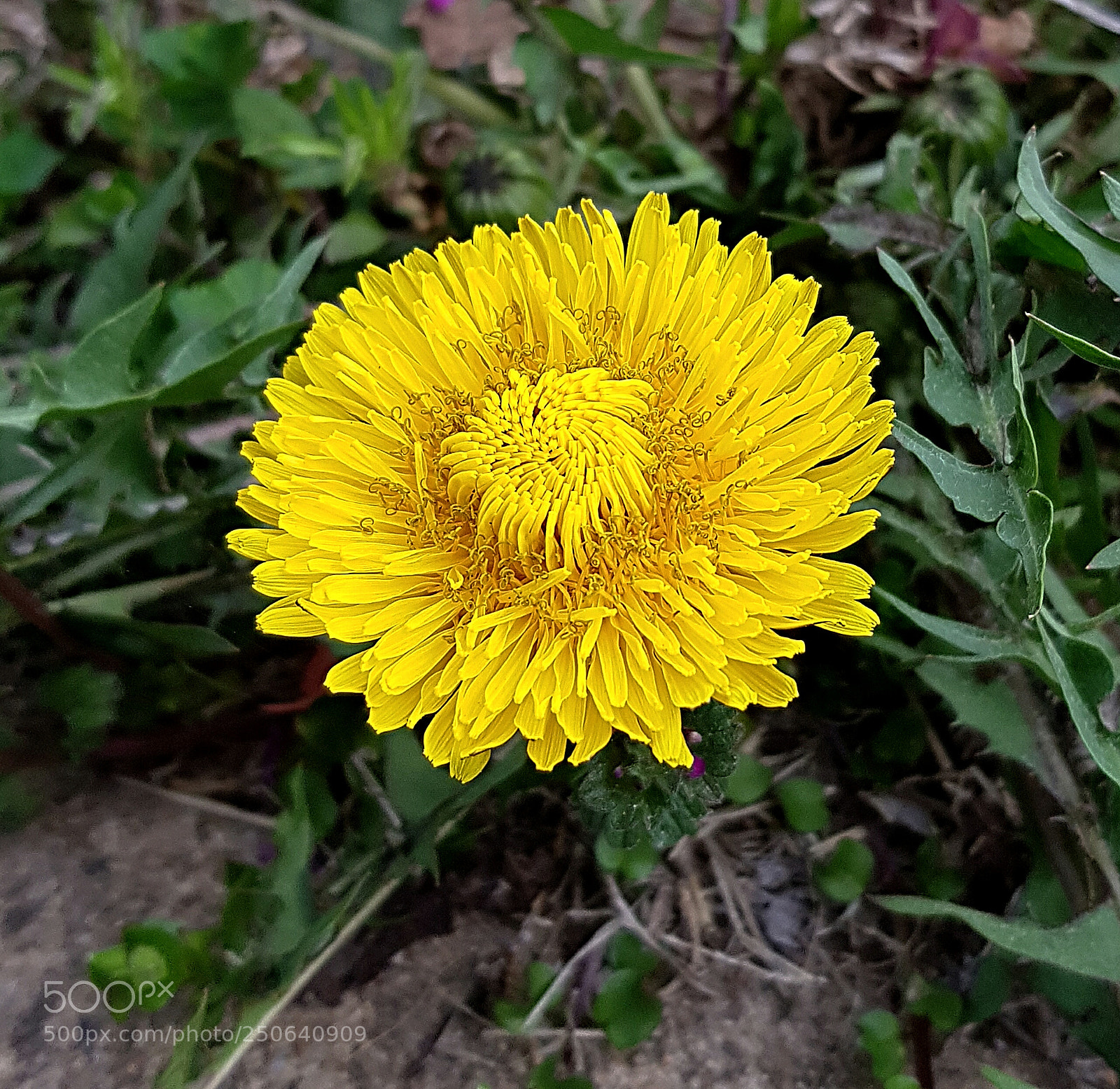 Samsung Galaxy S8+ sample photo. Spring flowers photography