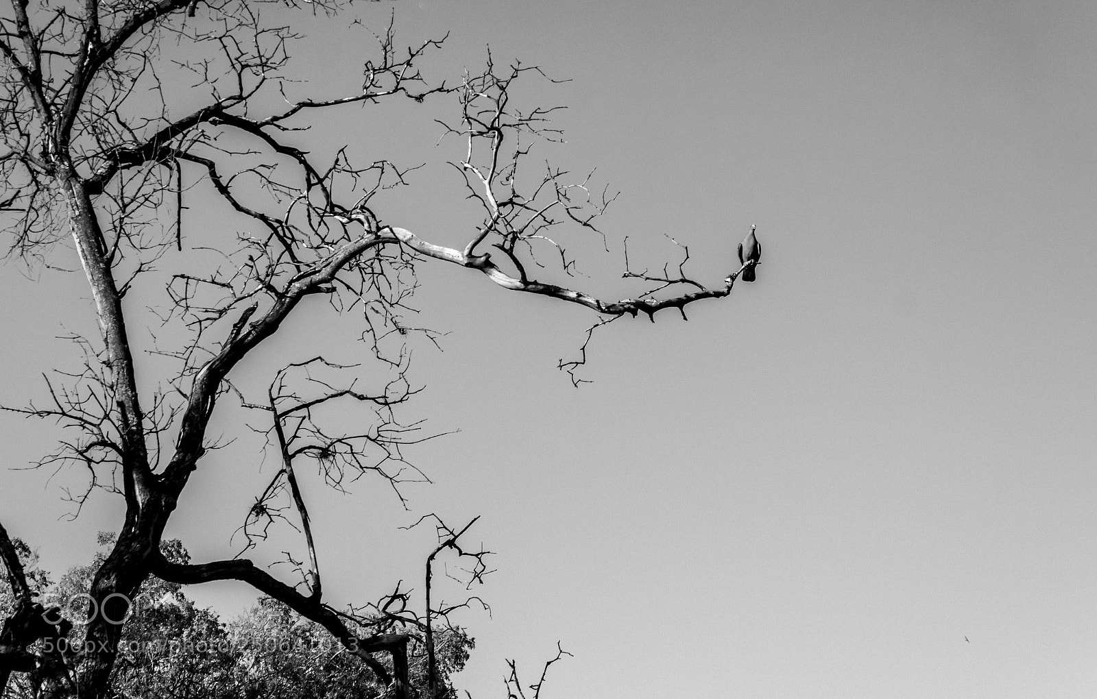 Canon EOS 50D sample photo. The bird photography